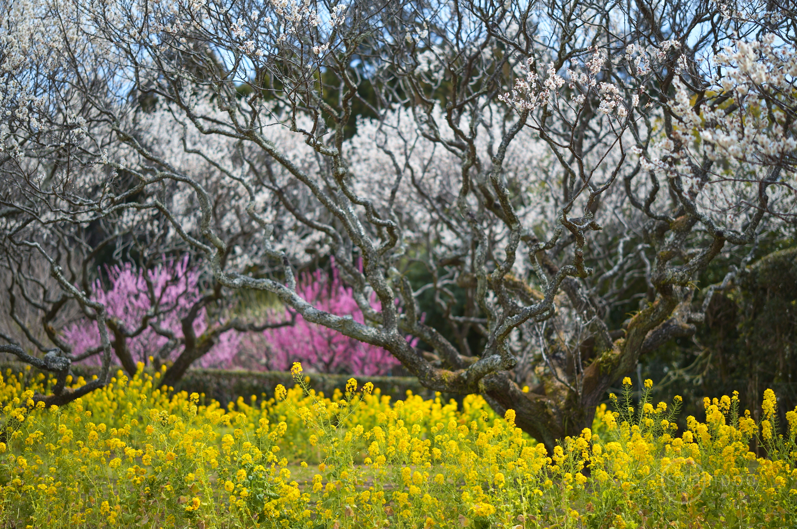 https://www.yaotomi.co.jp/blog/walk/SDIM2889%2C50%20mm%2CF1.4%2Ciso100%28JPEG%29.jpg