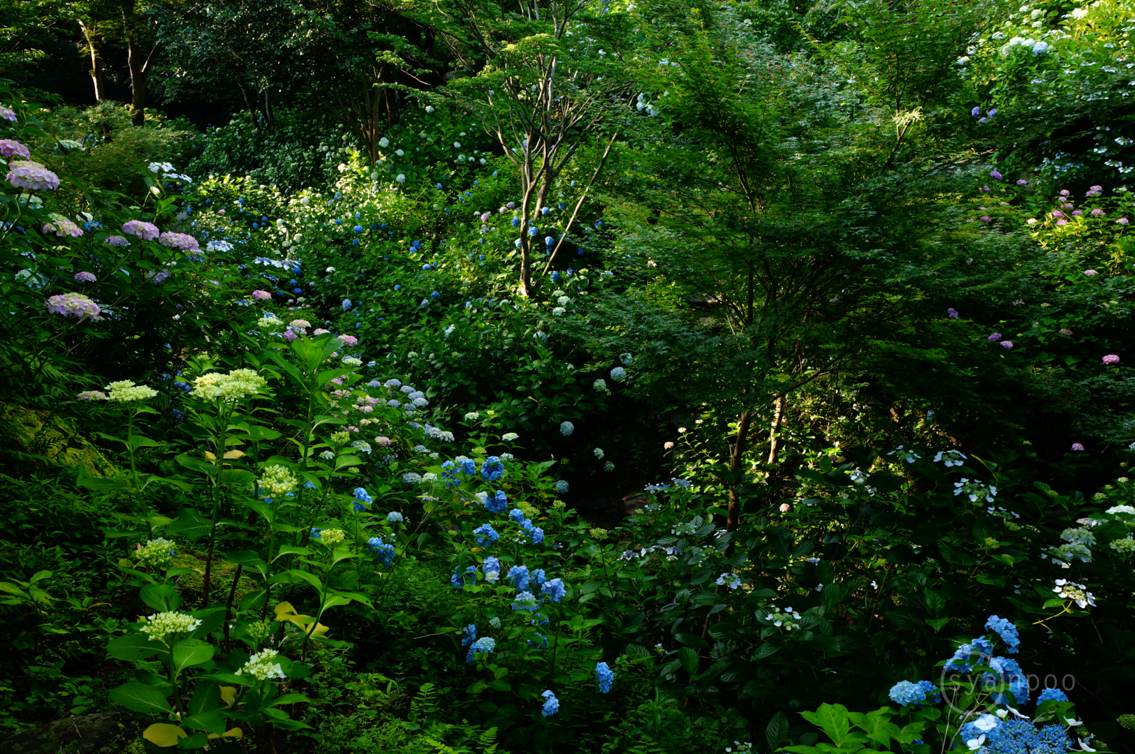 https://www.yaotomi.co.jp/blog/walk/SDIM3004%2C28%20mm%2CF14%2Ciso2000%28JPEG%29.jpg