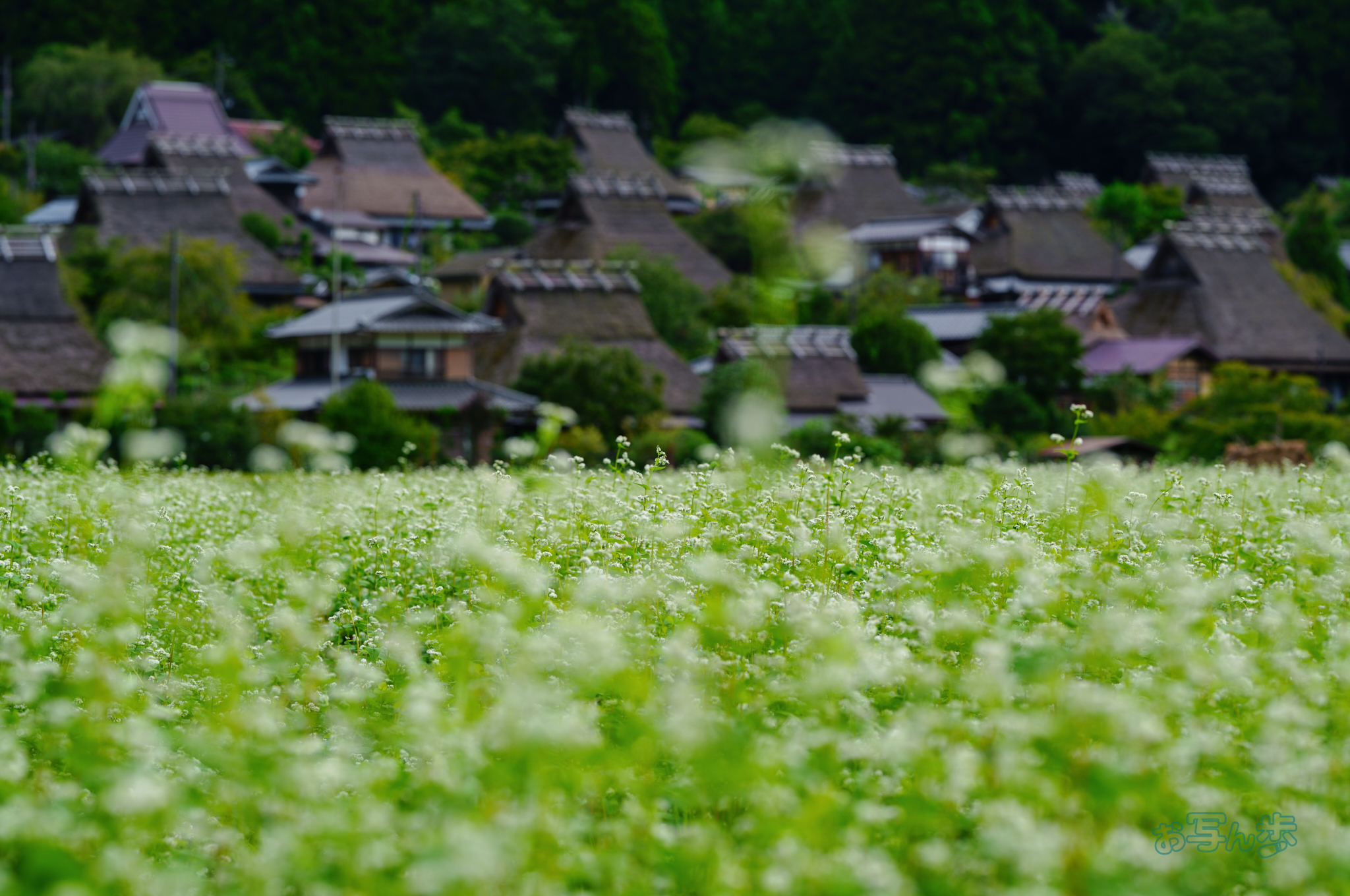 https://www.yaotomi.co.jp/blog/walk/SDIM3030co%2C135%20mm%2CF5%2Ciso100%28JPEG%29.jpg