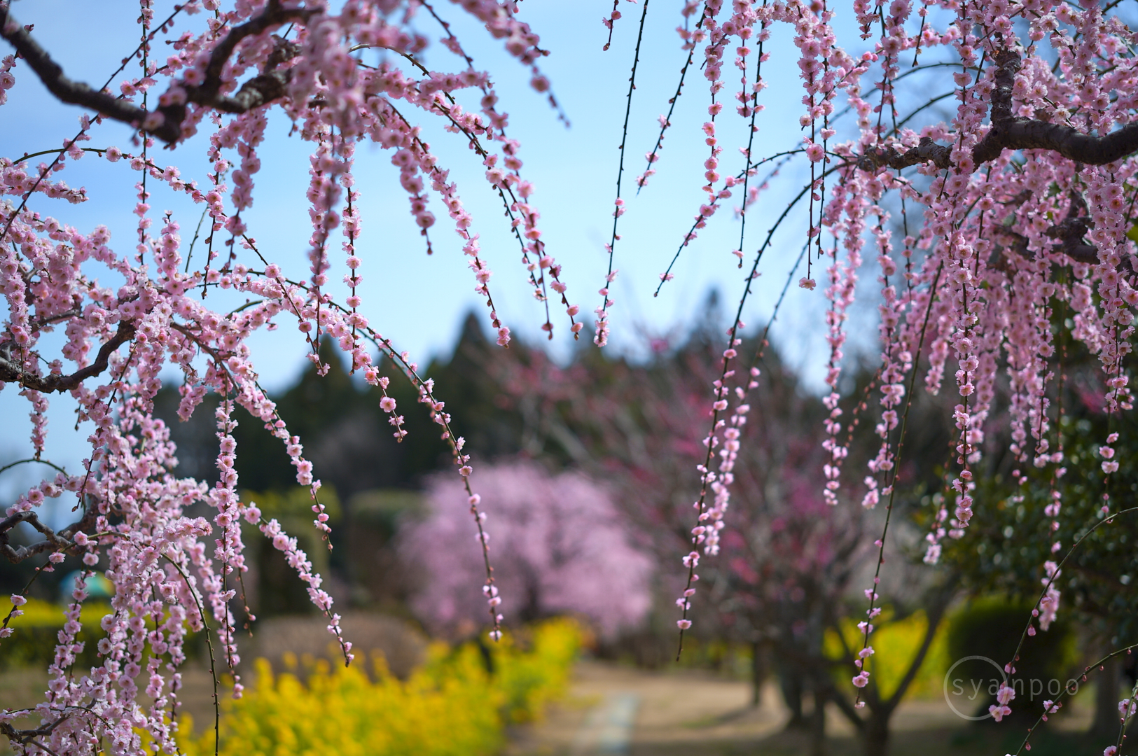 https://www.yaotomi.co.jp/blog/walk/SDIM3052%2C50%20mm%2CF1.4%2Ciso100%28JPEG%29.jpg