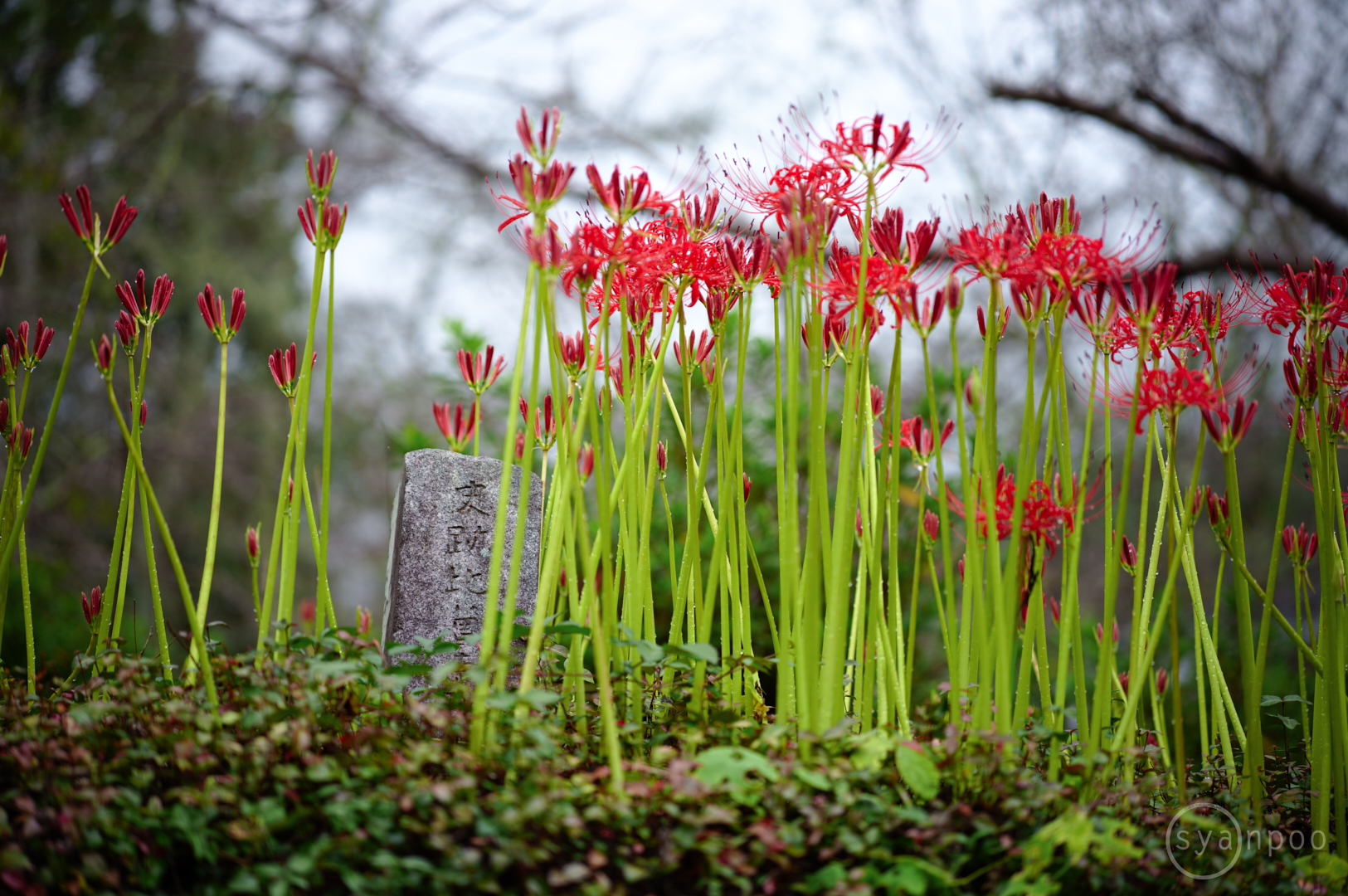 https://www.yaotomi.co.jp/blog/walk/SDIM3063%2C90%20mm%2CF2.8%2Ciso100%28JPEG%29.jpg