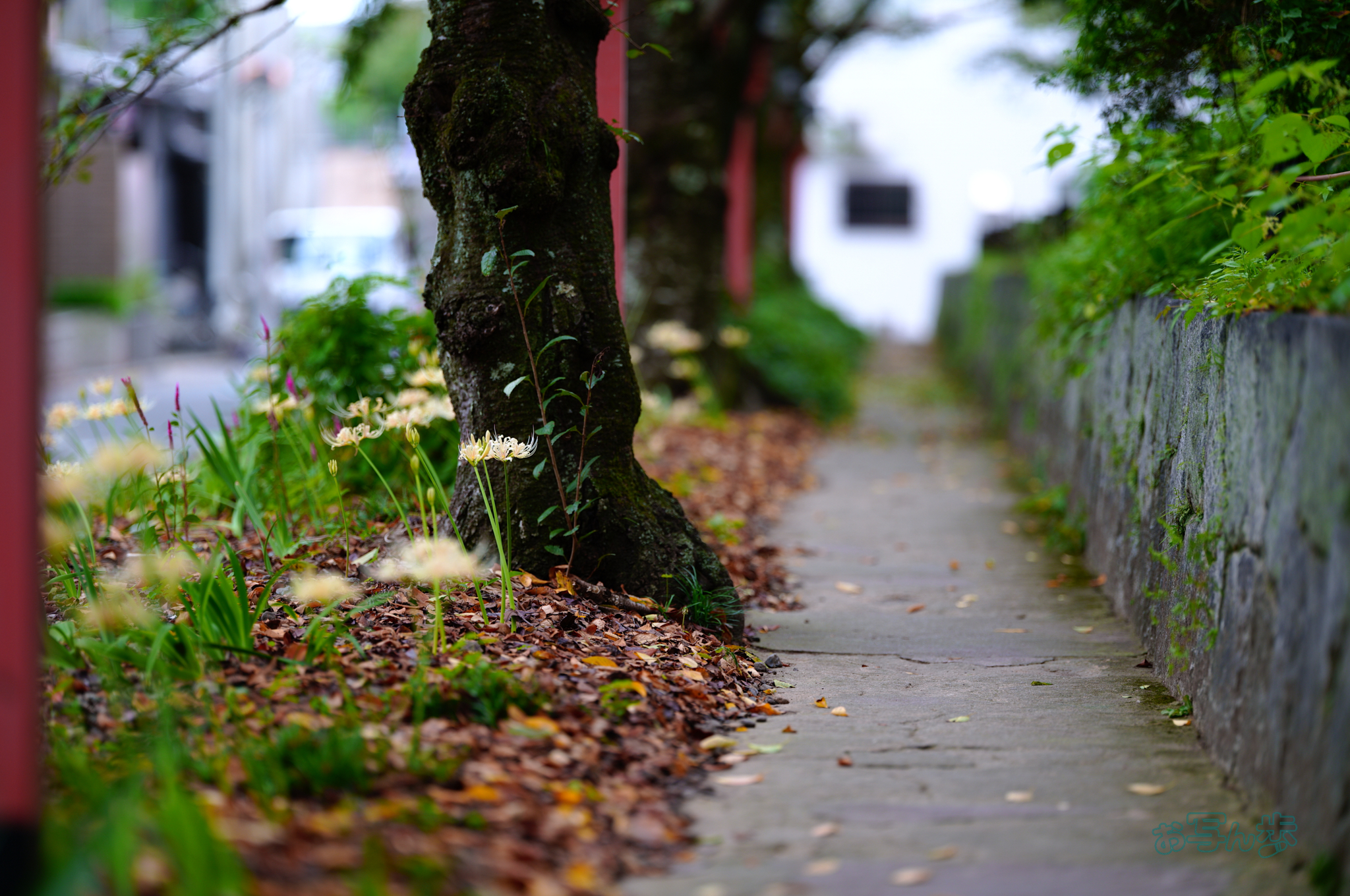 https://www.yaotomi.co.jp/blog/walk/SDIM3117co%2C135%20mm%2CF1.4%2Ciso100%28JPEG%29.jpg