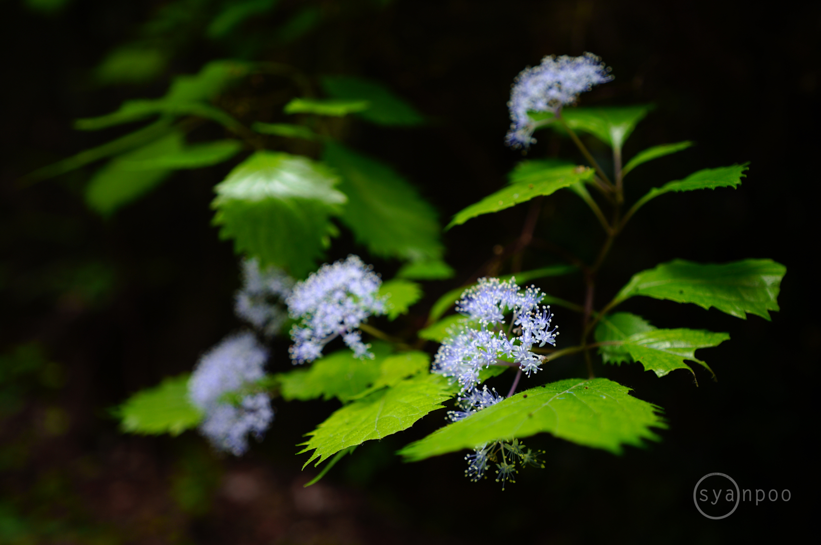 https://www.yaotomi.co.jp/blog/walk/SDIM3180%2C28%20mm%2CF2.8%2Ciso160%28JPEG%29.jpg