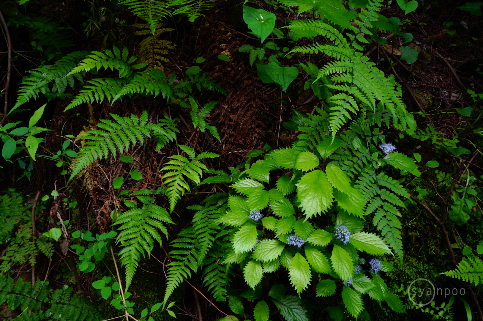 https://www.yaotomi.co.jp/blog/walk/SDIM3189%2C21%20mm%2CF9%2Ciso500%28JPEG%29.jpg