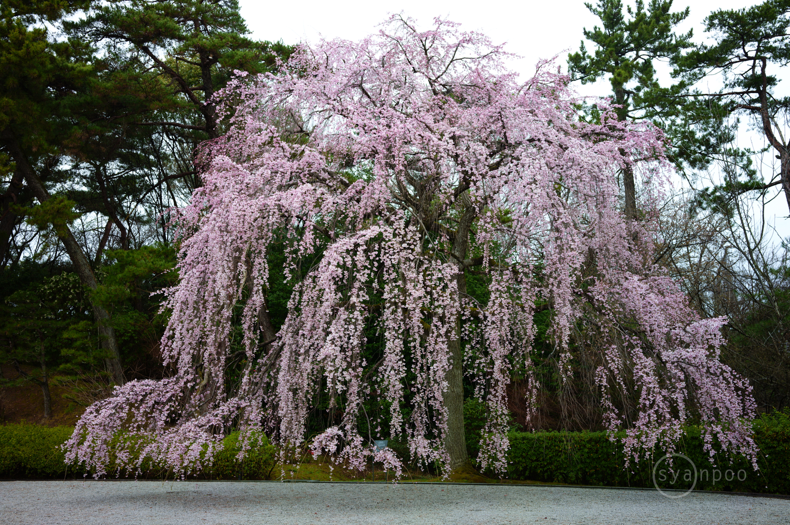 https://www.yaotomi.co.jp/blog/walk/SDIM3189%2C35%20mm%2CF8%2Ciso100%28JPEG%29.jpg