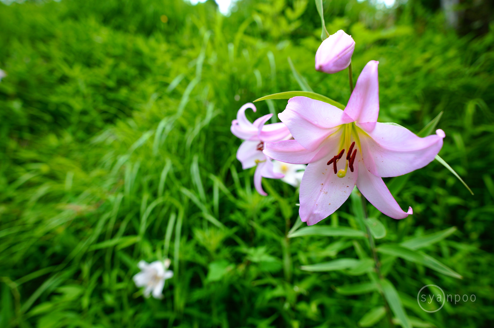 https://www.yaotomi.co.jp/blog/walk/SDIM3244%2C16%20mm%2CF3.2%2Ciso100%28JPEG%29.jpg