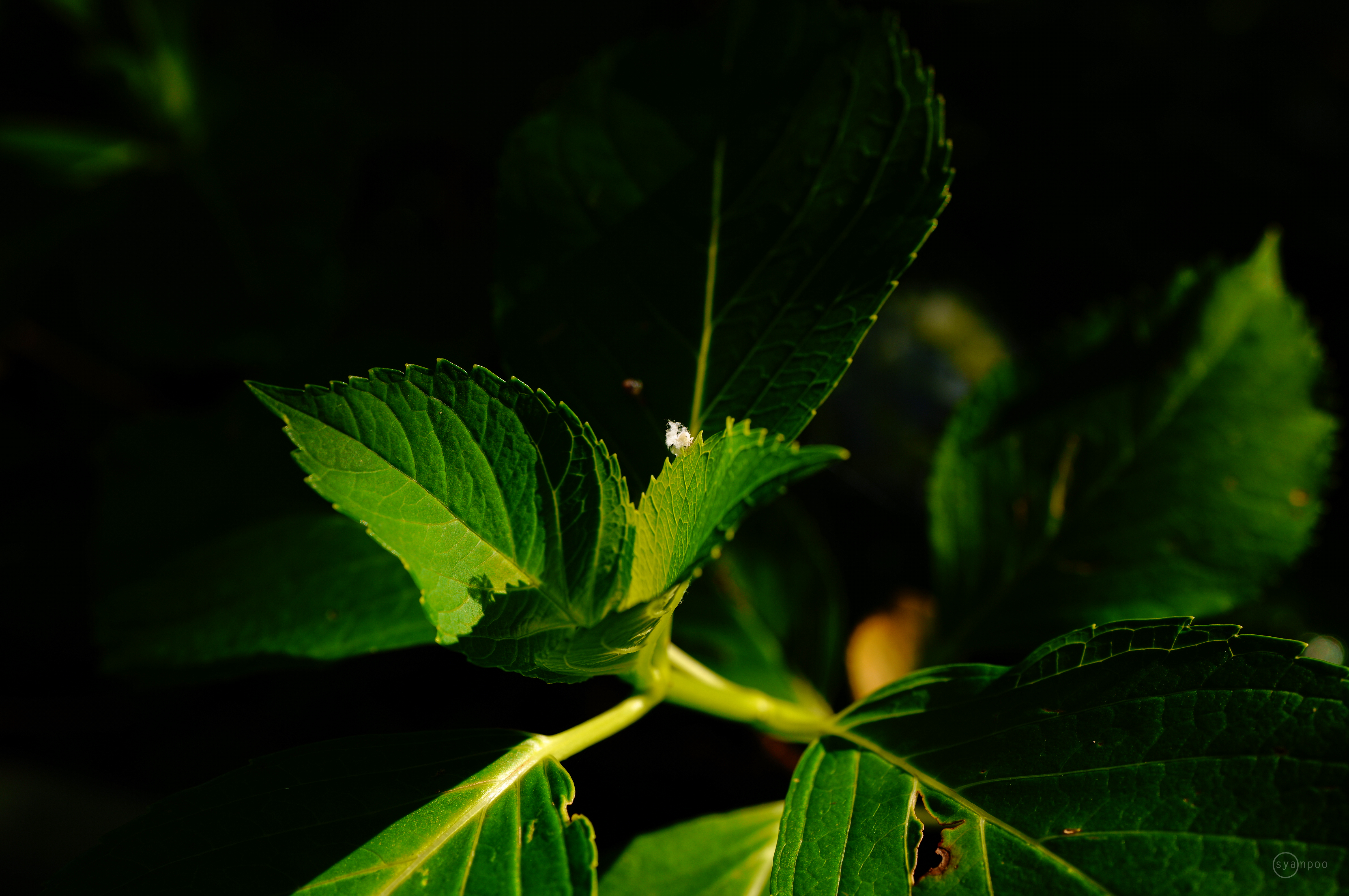 https://www.yaotomi.co.jp/blog/walk/SDIM3259%2C45%20mm%2CF5%2Ciso100%28JPEG%29%201.jpg