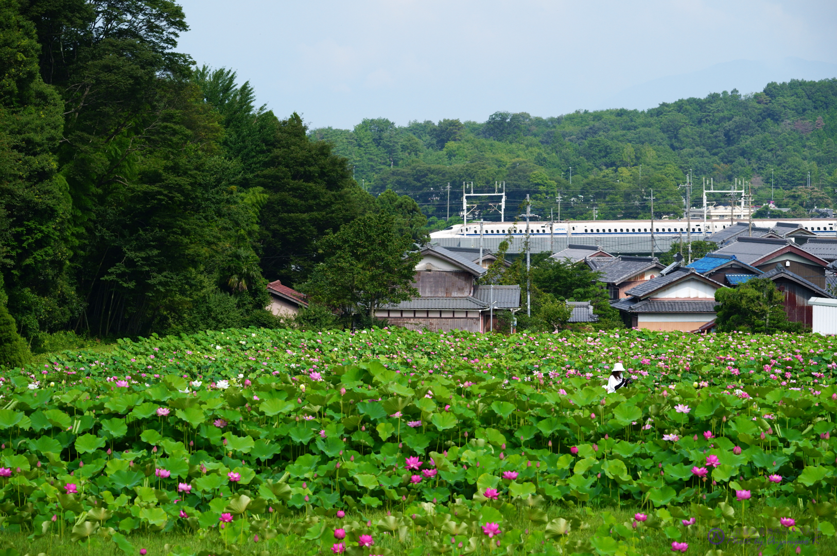 https://www.yaotomi.co.jp/blog/walk/SDIM3289%2C189%20mm%2CF10%2Ciso1000%201.jpg