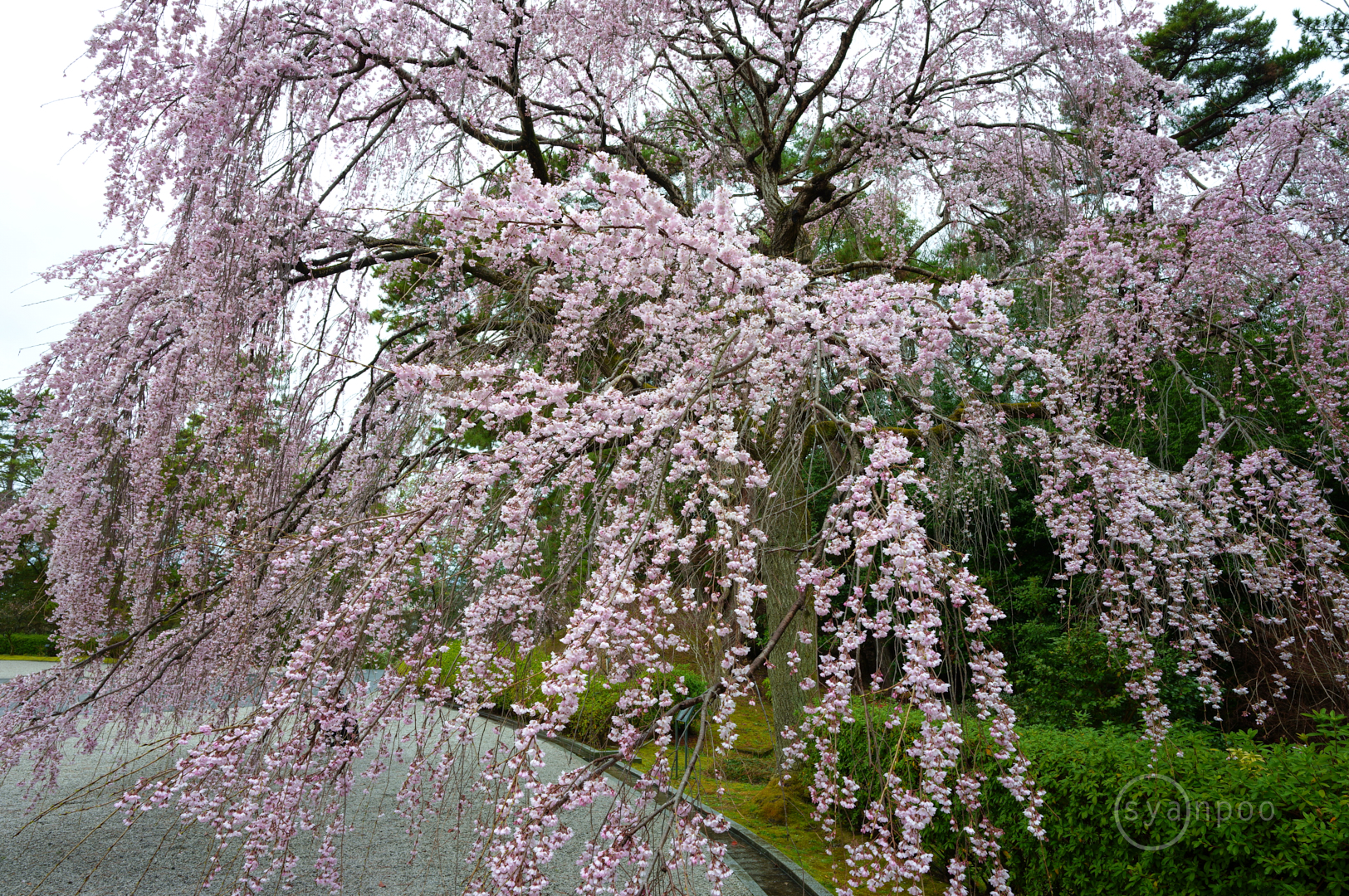 https://www.yaotomi.co.jp/blog/walk/SDIM3294%2C20%20mm%2CF9%2Ciso100%28JPEG%29.jpg