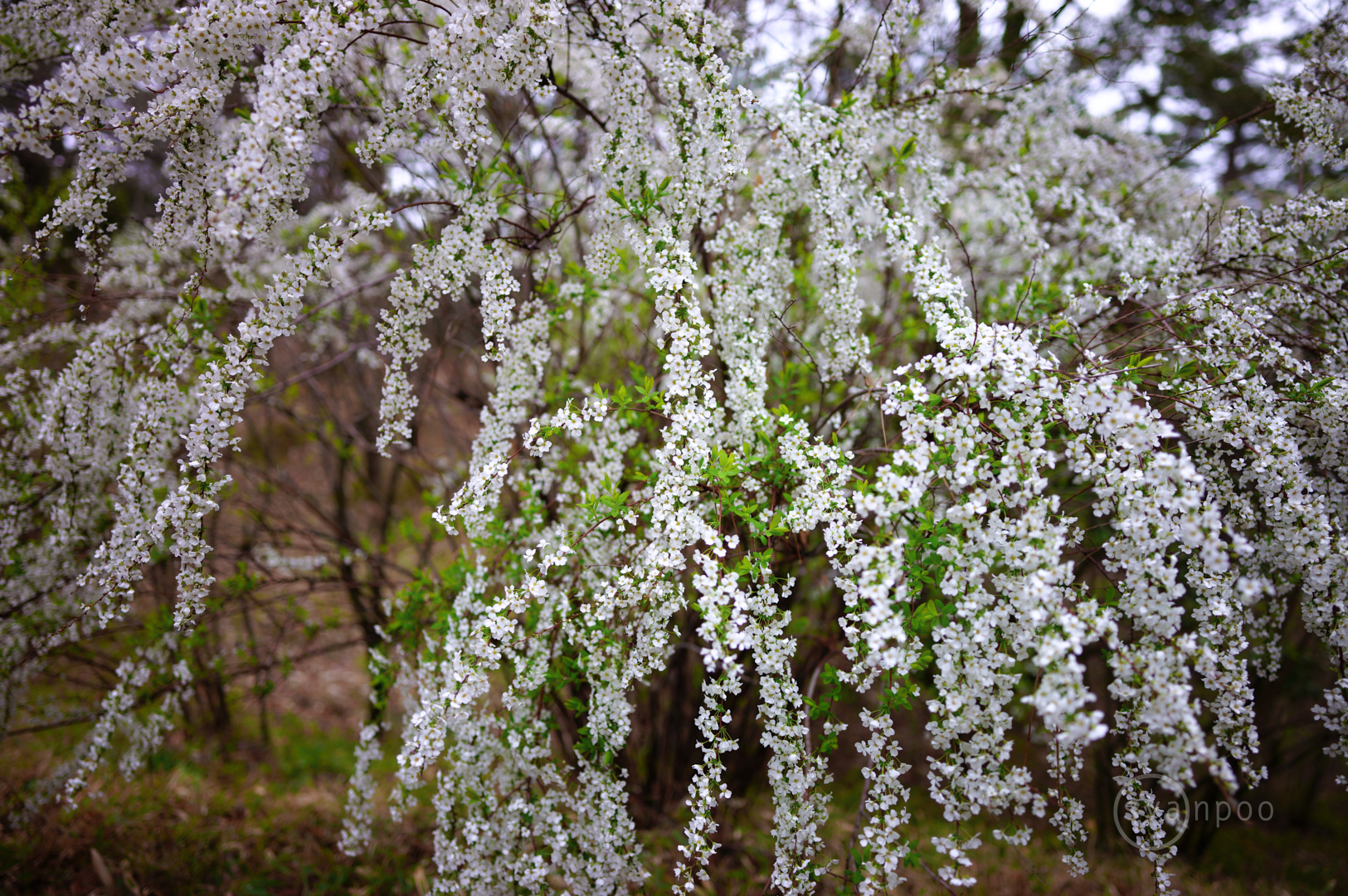 https://www.yaotomi.co.jp/blog/walk/SDIM3323%2C20%20mm%2CF2%2Ciso100%28JPEG%29.jpg