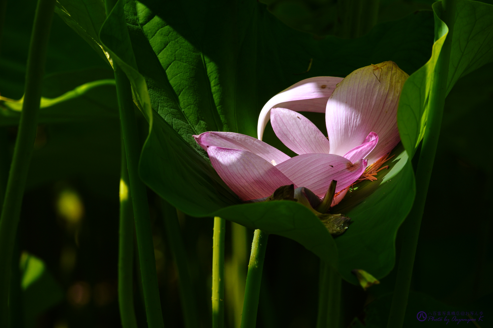 https://www.yaotomi.co.jp/blog/walk/SDIM3332%2C400%20mm%2CF13%2Ciso500.jpg