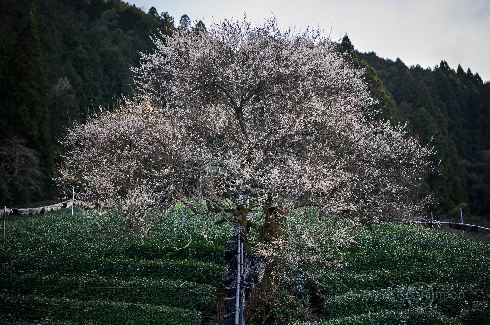 https://www.yaotomi.co.jp/blog/walk/SDIM3338%2C50%20mm%2CF1.4%2Ciso100%28DNG%29.jpg