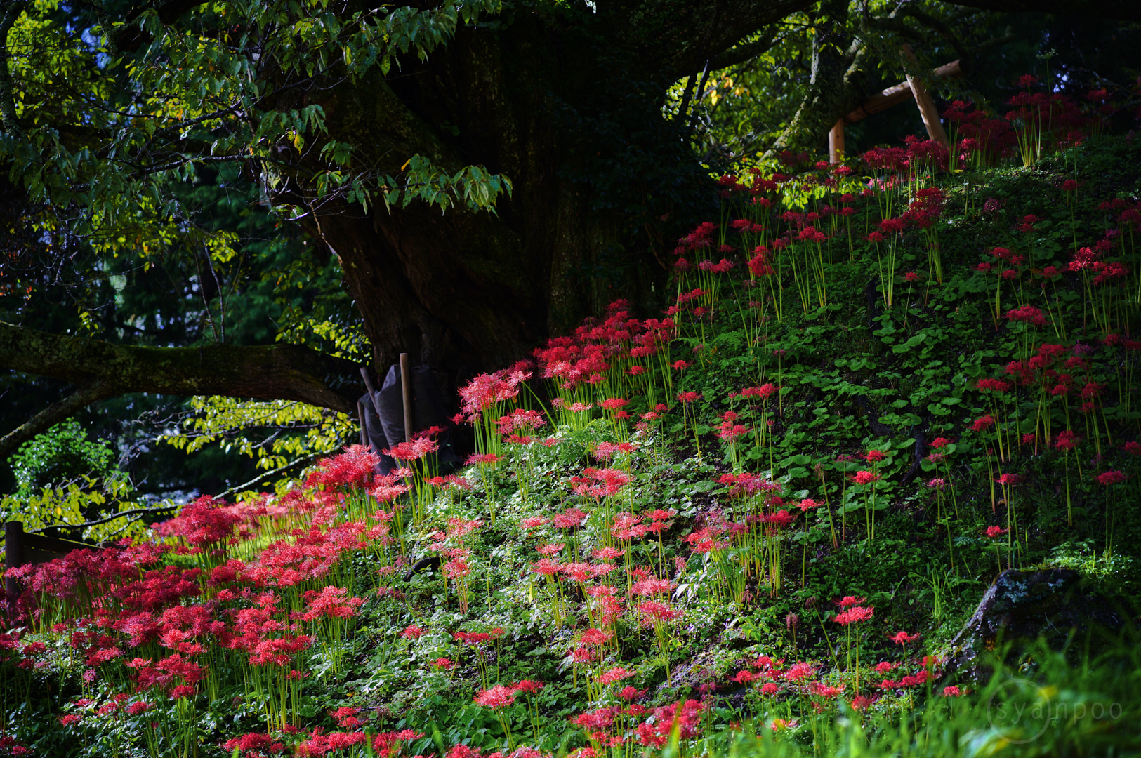 https://www.yaotomi.co.jp/blog/walk/SDIM3375%2C90%20mm%2CF2.8%2Ciso100%28JPEG%29.jpg