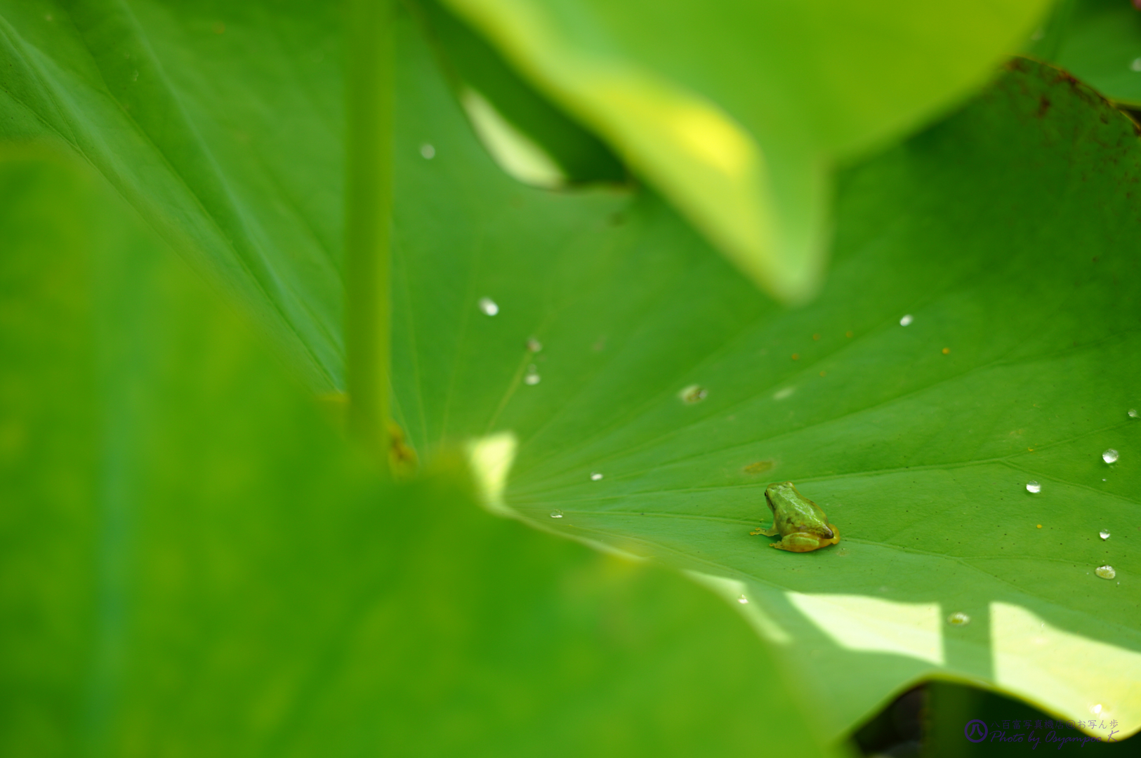 https://www.yaotomi.co.jp/blog/walk/SDIM3380%2C162%20mm%2CF6.3%2Ciso250.jpg