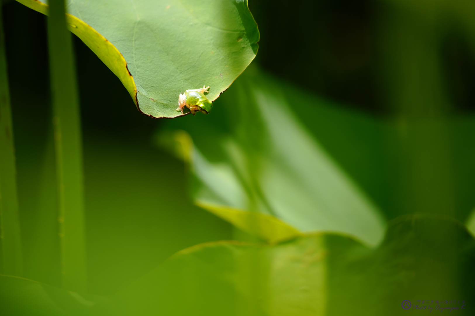 https://www.yaotomi.co.jp/blog/walk/SDIM3391%2C360%20mm%2CF6.3%2Ciso250.jpg