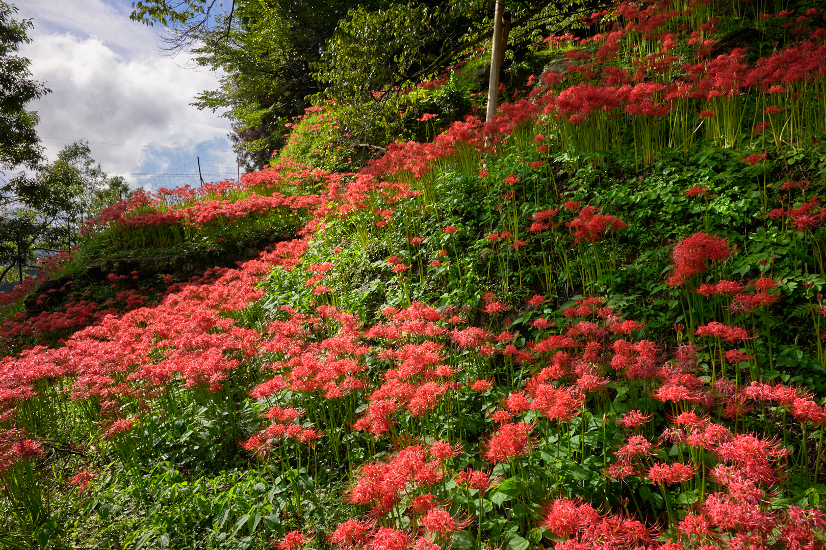 https://www.yaotomi.co.jp/blog/walk/SDIM3395%2C24%20mm%2CF8%2Ciso100%28DNG%29.jpg