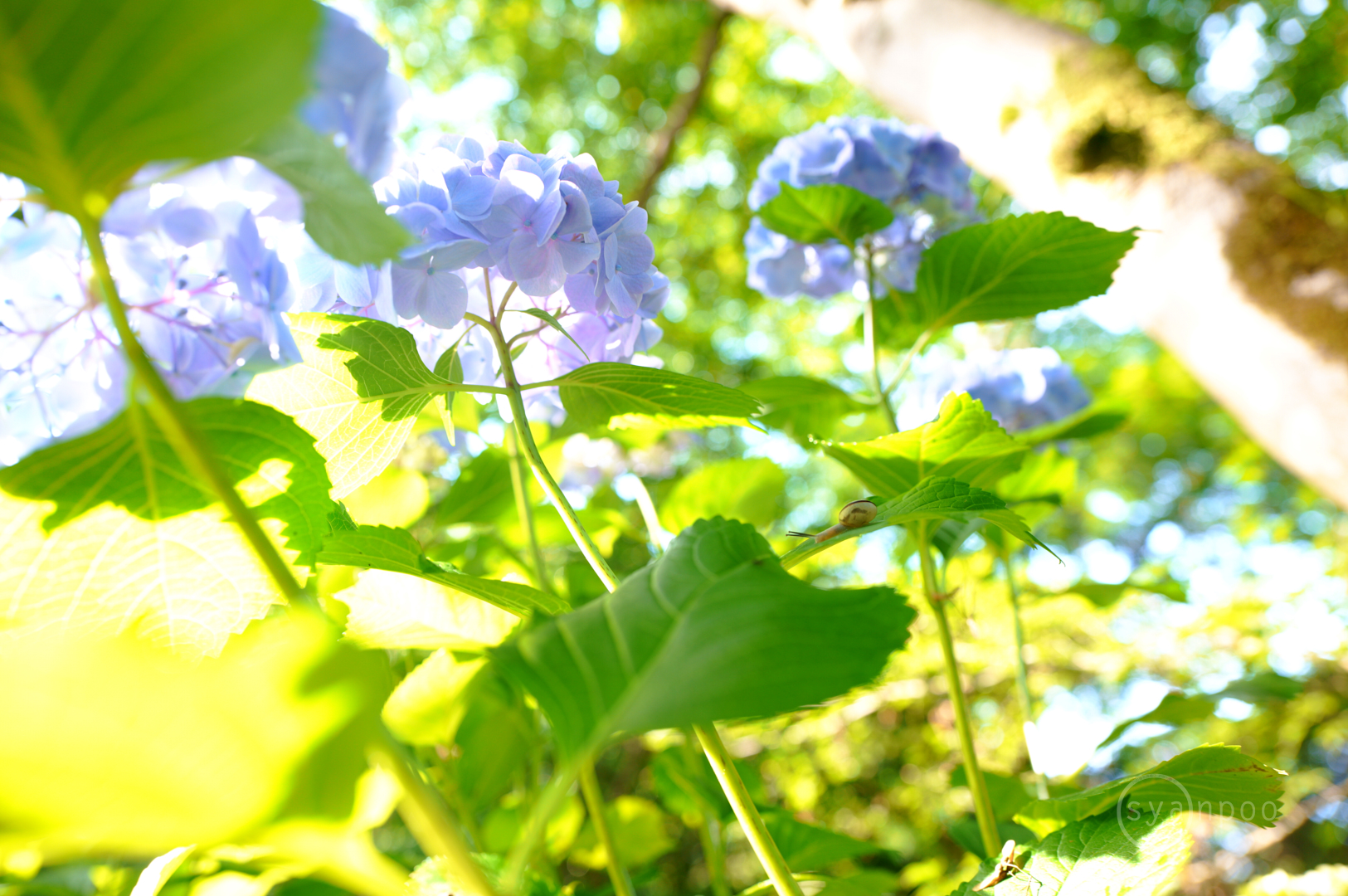 https://www.yaotomi.co.jp/blog/walk/SDIM3413%2C28%20mm%2CF3.2%2Ciso200%28JPEG%29.jpg