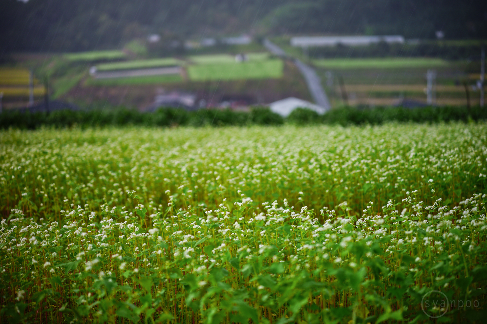 https://www.yaotomi.co.jp/blog/walk/SDIM3449%2C90%20mm%2CF2.8%2Ciso100%28JPEG%29.jpg