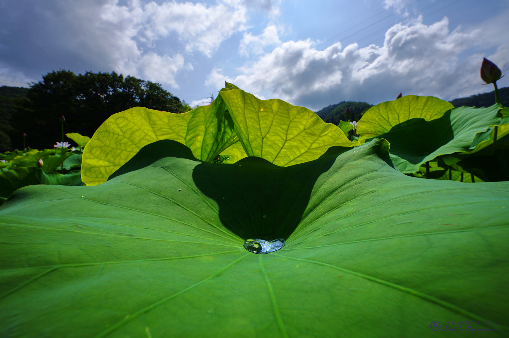 https://www.yaotomi.co.jp/blog/walk/SDIM3481%2C14%20mm%2CF18%2Ciso100.jpg