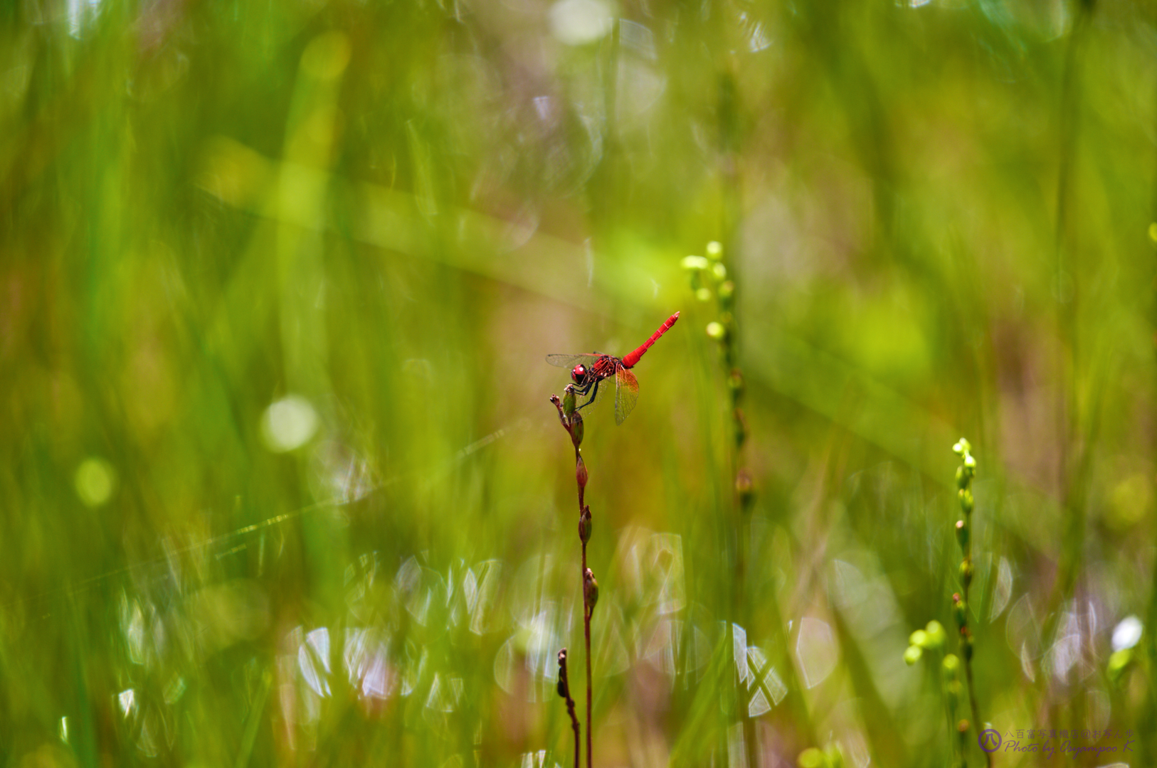 https://www.yaotomi.co.jp/blog/walk/SDIM3556%2C400%20mm%2CF6.3%2Ciso200.jpg