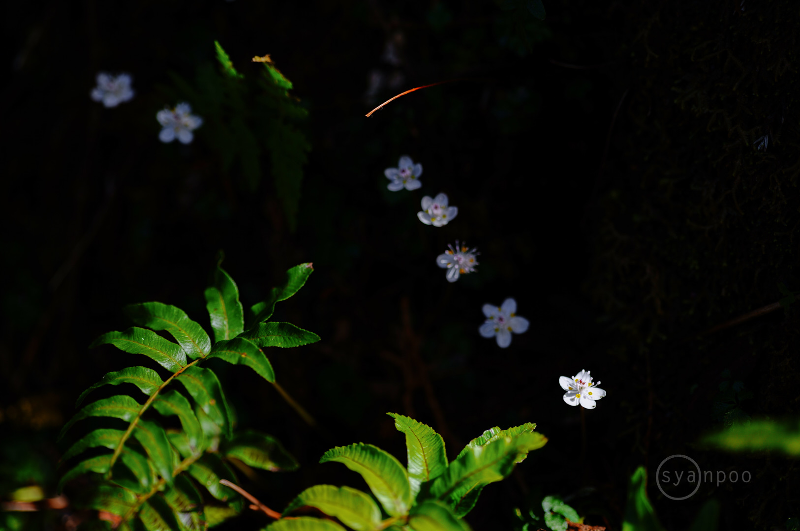 https://www.yaotomi.co.jp/blog/walk/SDIM3579%2C100%20mm%2CF2.8%2Ciso100%28JPEG%29.jpg