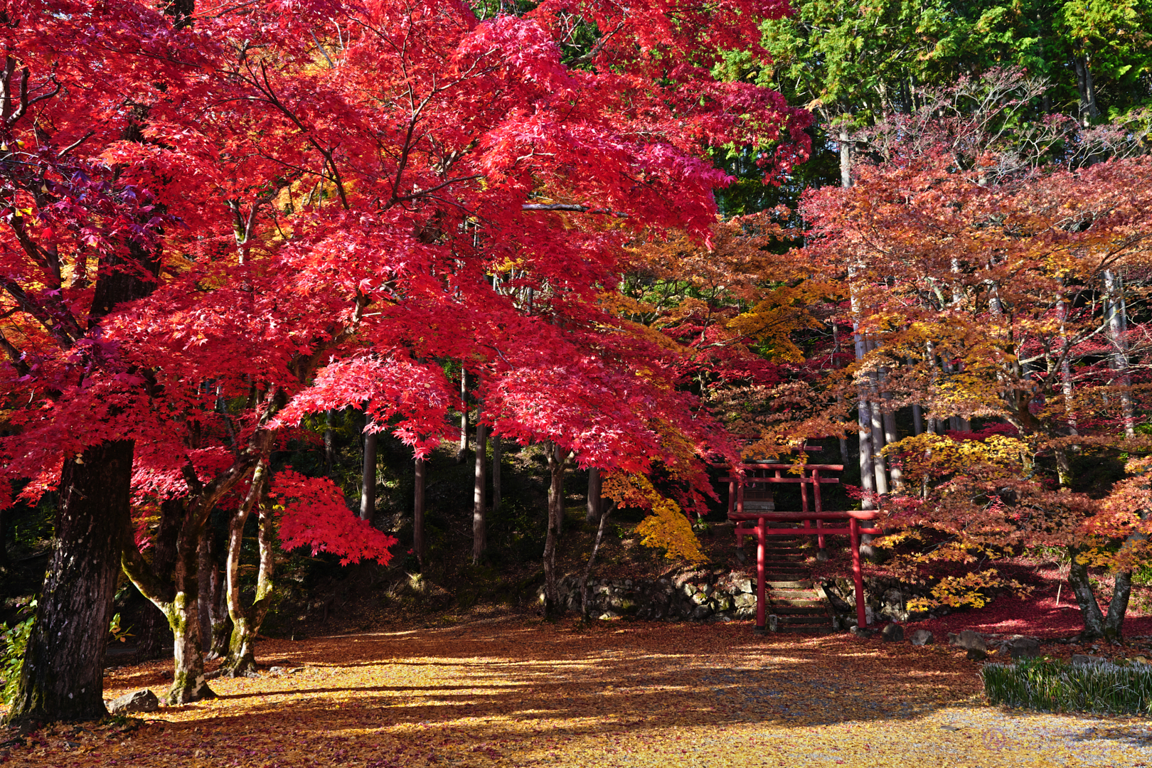 https://www.yaotomi.co.jp/blog/walk/SDIM3666%2CSIGMA%20fp%2C24%20mm_2020yaotomi.jpg