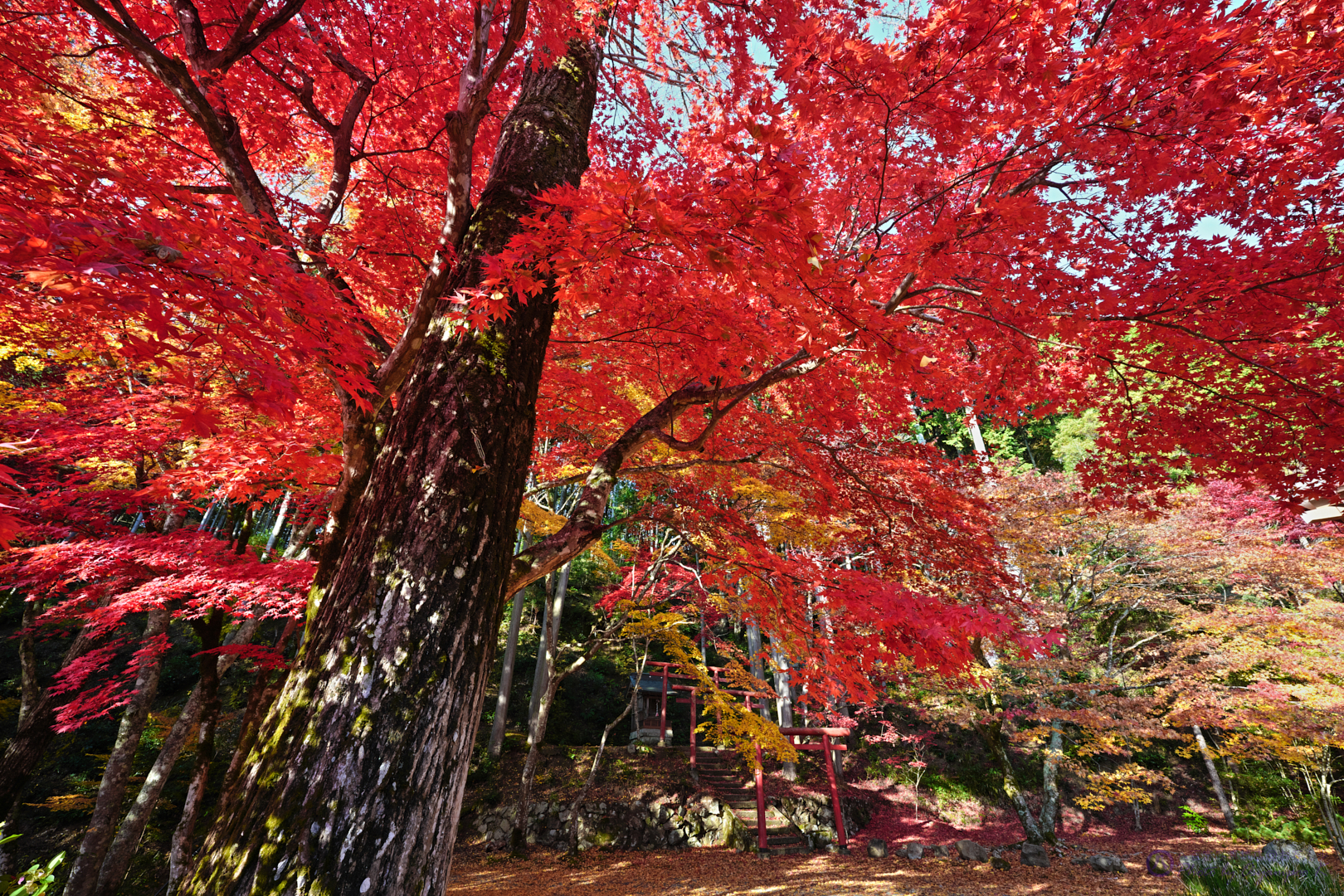 https://www.yaotomi.co.jp/blog/walk/SDIM3681%2CSIGMA%20fp%2C14%20mm_2020yaotomi.jpg