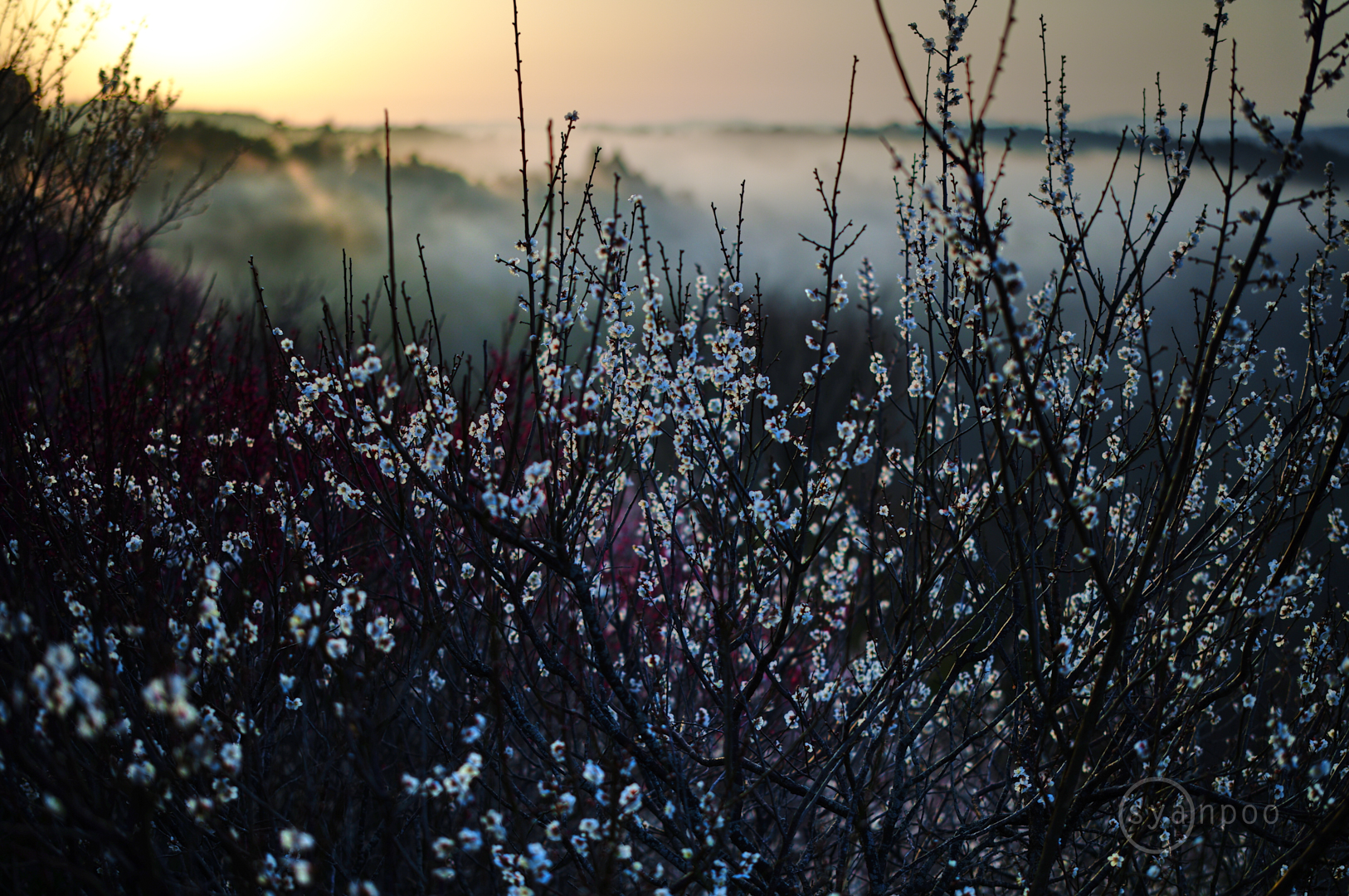 https://www.yaotomi.co.jp/blog/walk/SDIM3842%2C50%20mm%2CF1.4%2Ciso100%28JPEG%29.jpg