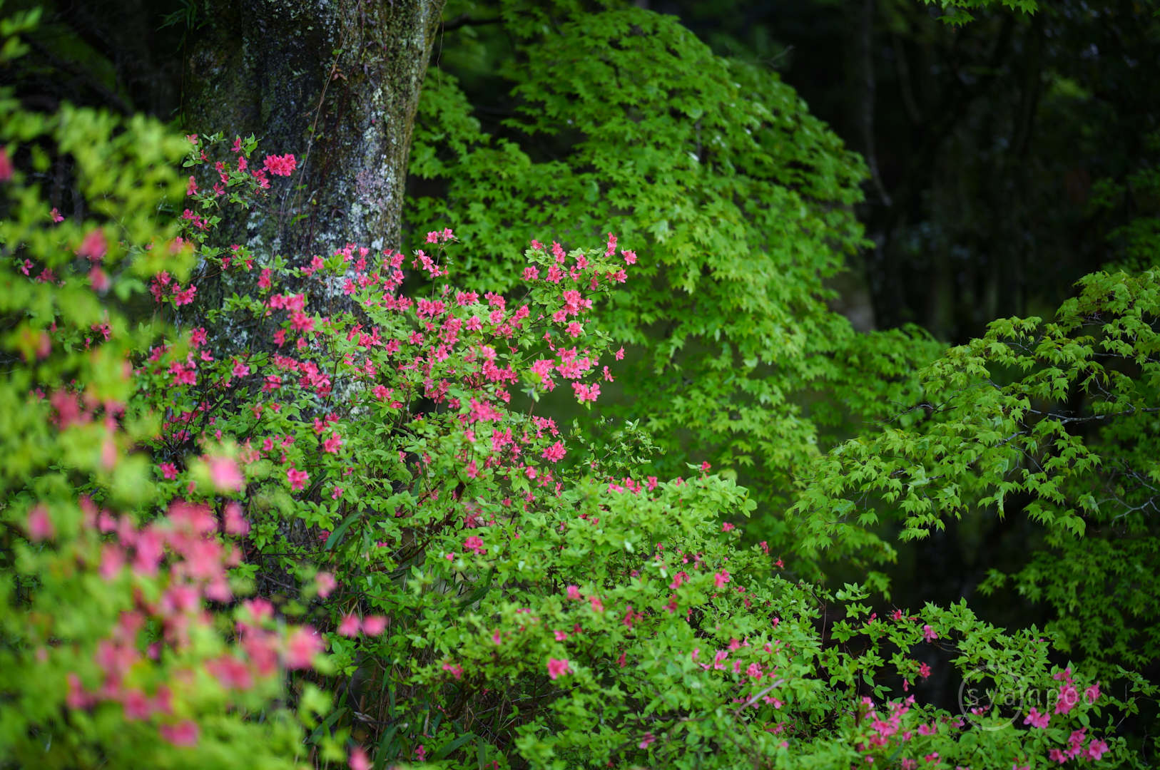 https://www.yaotomi.co.jp/blog/walk/SDIM3912%2C85%20mm%2CF1.4%2Ciso100%28JPEG%29.jpg