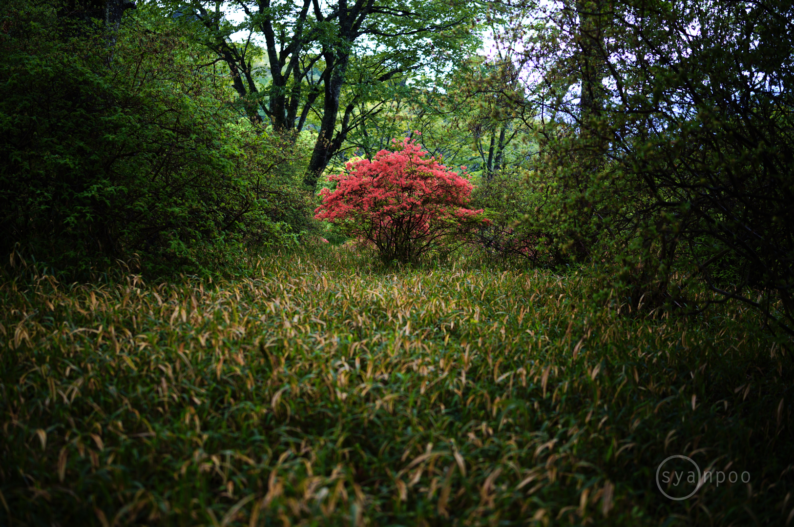 https://www.yaotomi.co.jp/blog/walk/SDIM3951%2C35%20mm%2CF1.4%2Ciso100%28JPEG%29.jpg