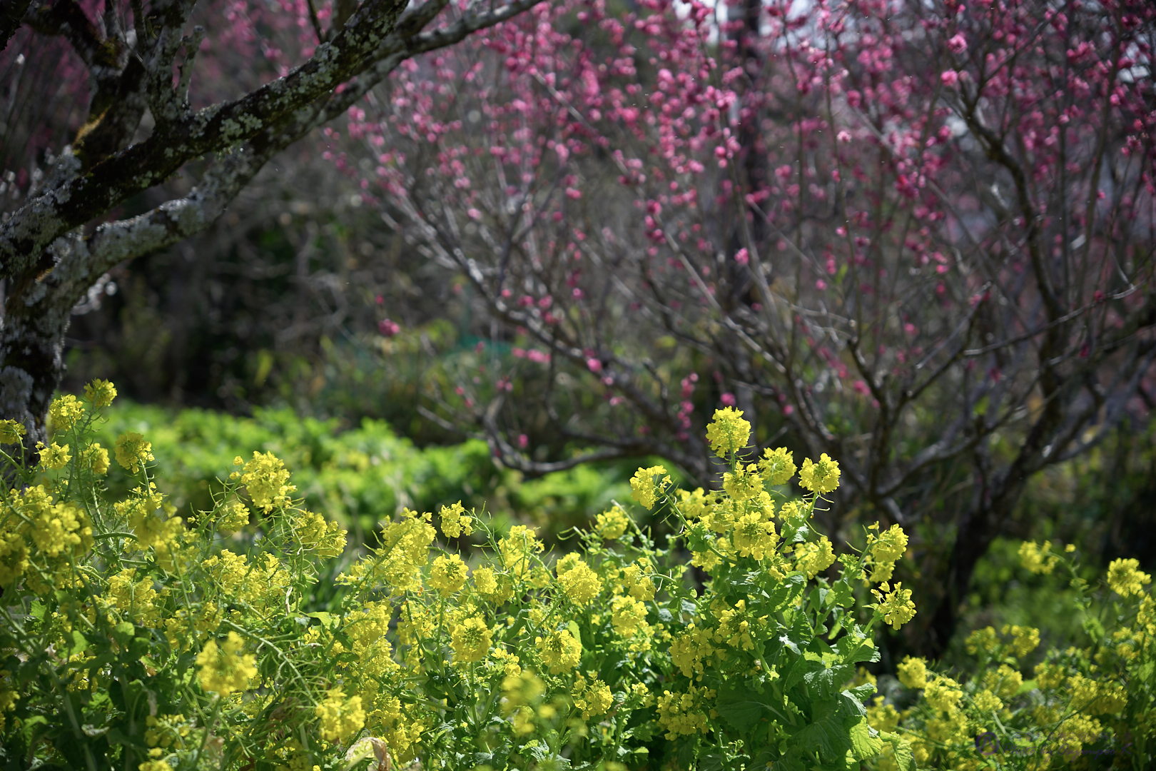 https://www.yaotomi.co.jp/blog/walk/SDIM3989%2C69%20mm%2CF2.8%2Ciso100.jpg