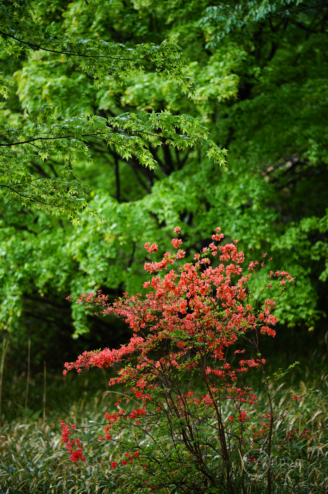 https://www.yaotomi.co.jp/blog/walk/SDIM4002%2C85%20mm%2CF1.4%2Ciso100%28JPEG%29.jpg