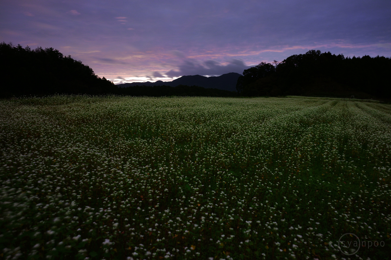 https://www.yaotomi.co.jp/blog/walk/SDIM4046%2C24%20mm%2CF4%2Ciso800%28JPEG%29.jpg