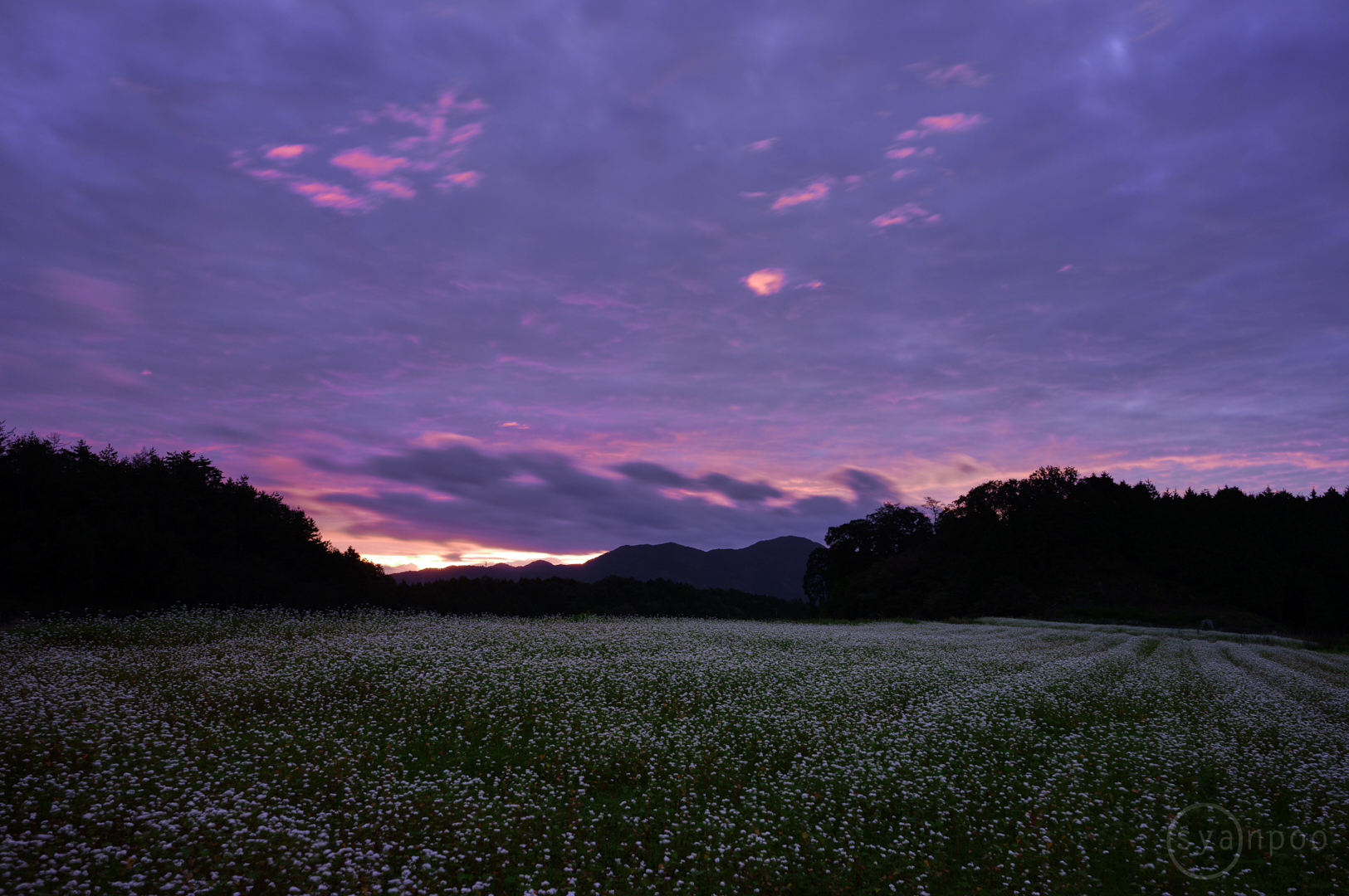 https://www.yaotomi.co.jp/blog/walk/SDIM4064%2C24%20mm%2CF5%2Ciso100%28JPEG%29%201.jpg