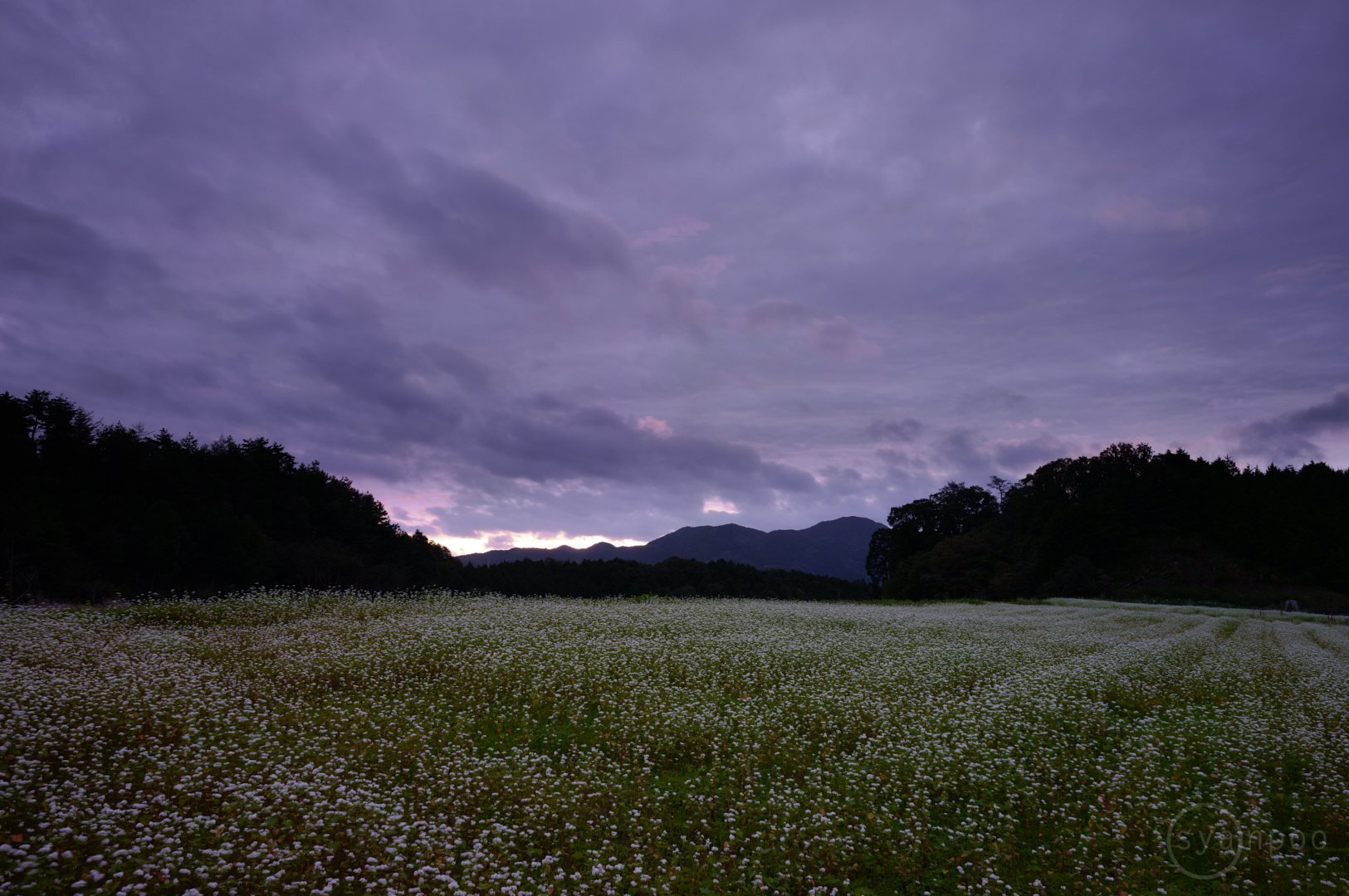 https://www.yaotomi.co.jp/blog/walk/SDIM4071%2C24%20mm%2CF8%2Ciso100%28JPEG%29.jpg