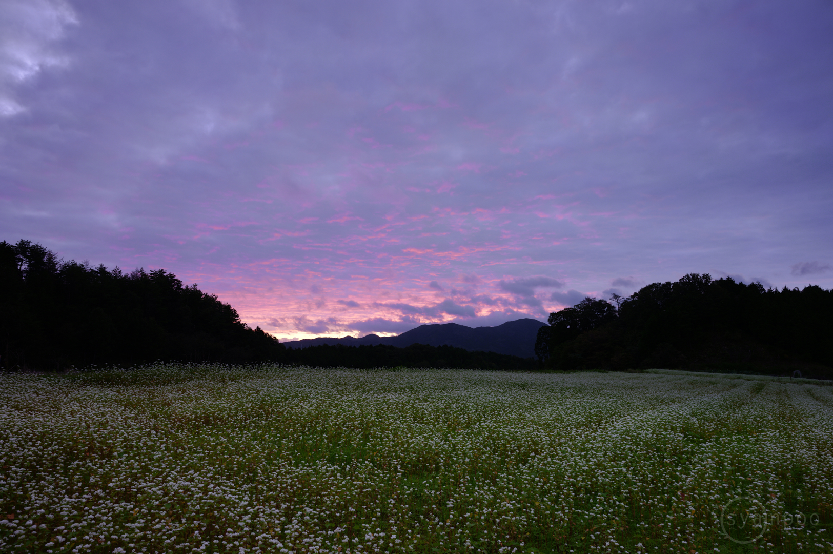 https://www.yaotomi.co.jp/blog/walk/SDIM4082%2C24%20mm%2CF8%2Ciso100%28JPEG%29.jpg