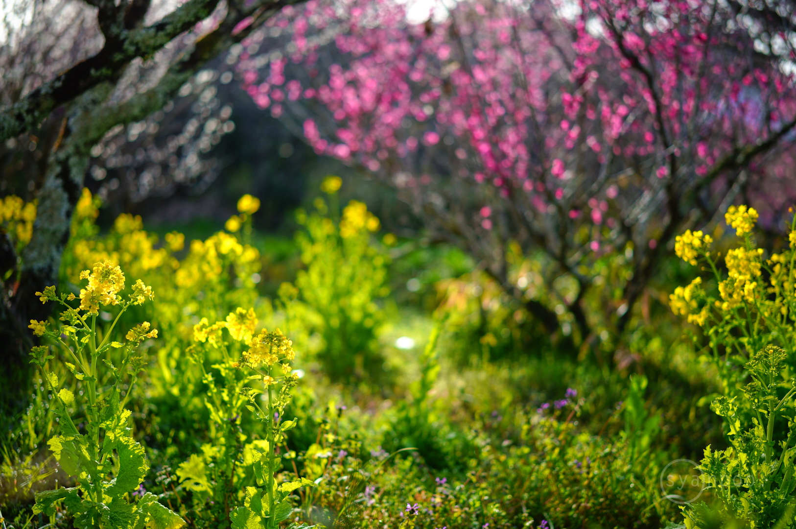 https://www.yaotomi.co.jp/blog/walk/SDIM4139%2C50%20mm%2CF1.4%2Ciso100%28JPEG%29.jpg