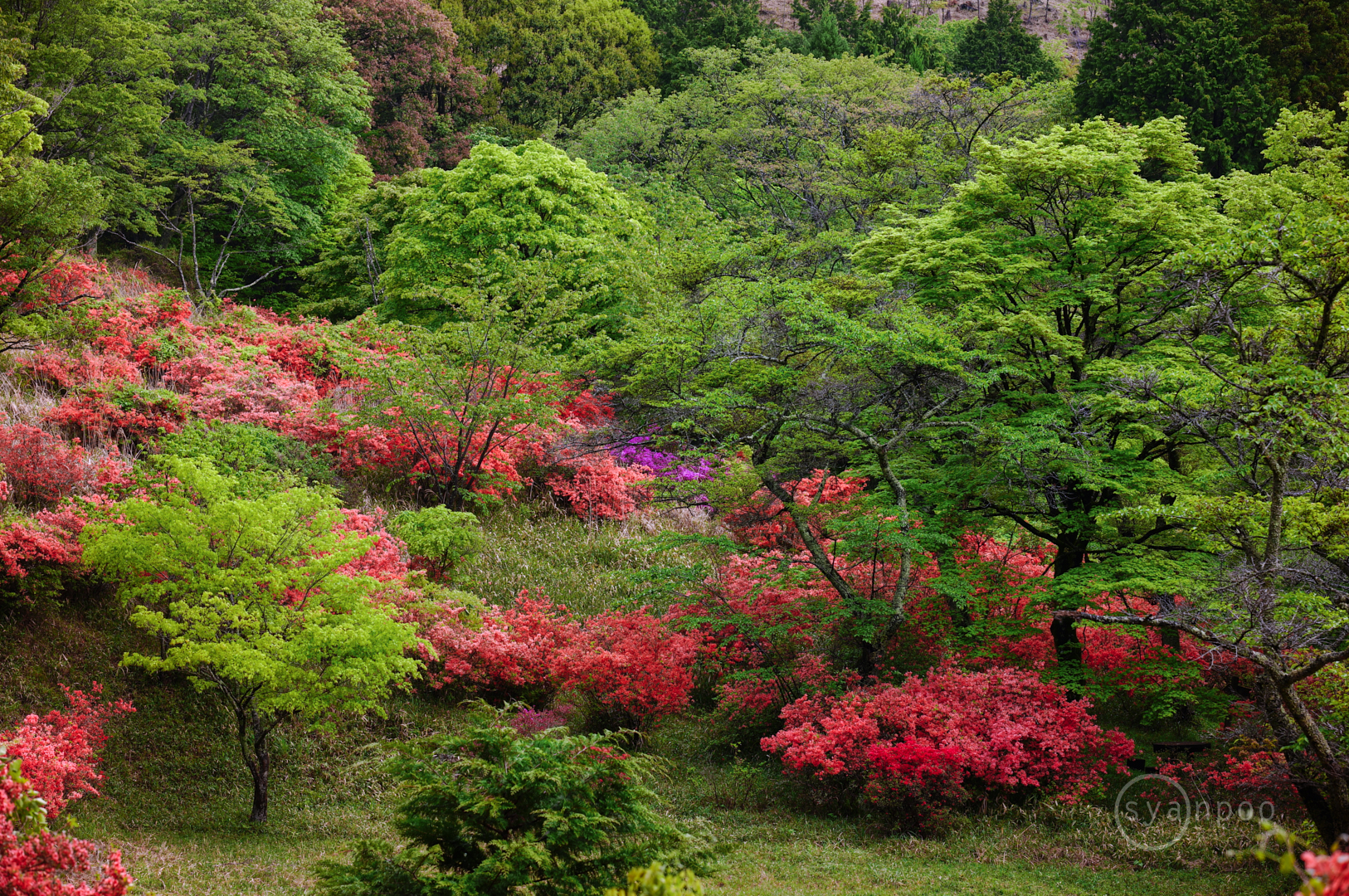 https://www.yaotomi.co.jp/blog/walk/SDIM4150%2C85%20mm%2CF5.6%2Ciso100%28JPEG%29.jpg