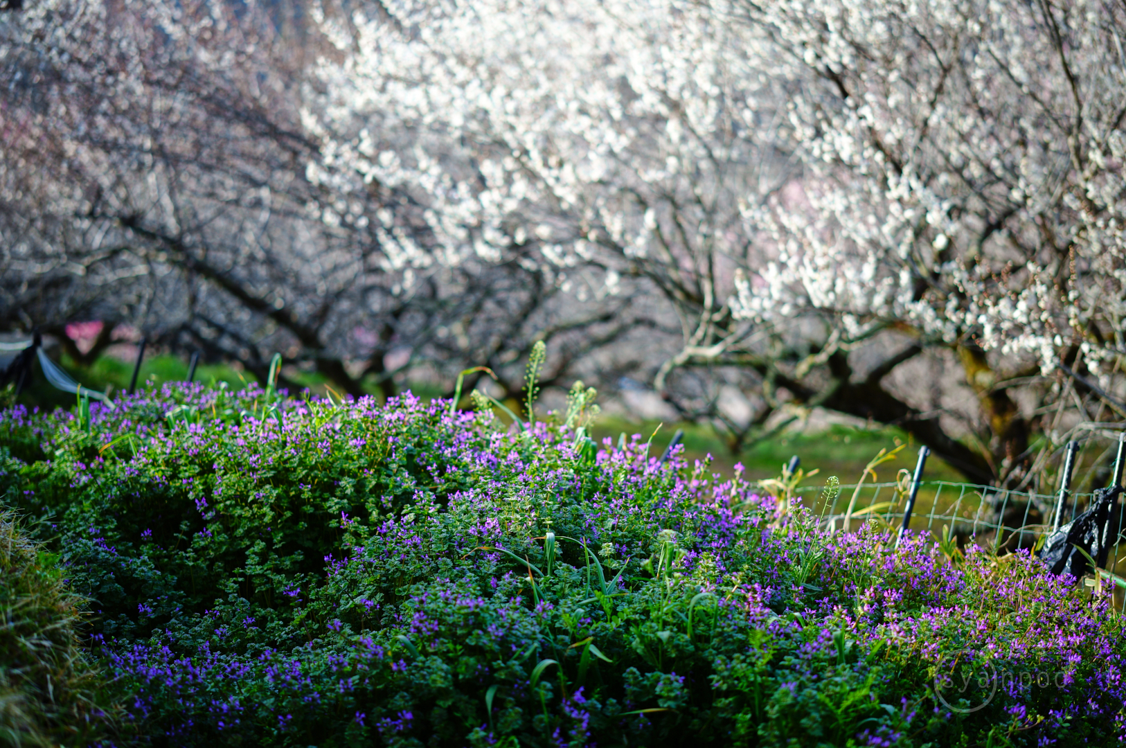 https://www.yaotomi.co.jp/blog/walk/SDIM4154%2C50%20mm%2CF1.4%2Ciso100%28JPEG%29.jpg