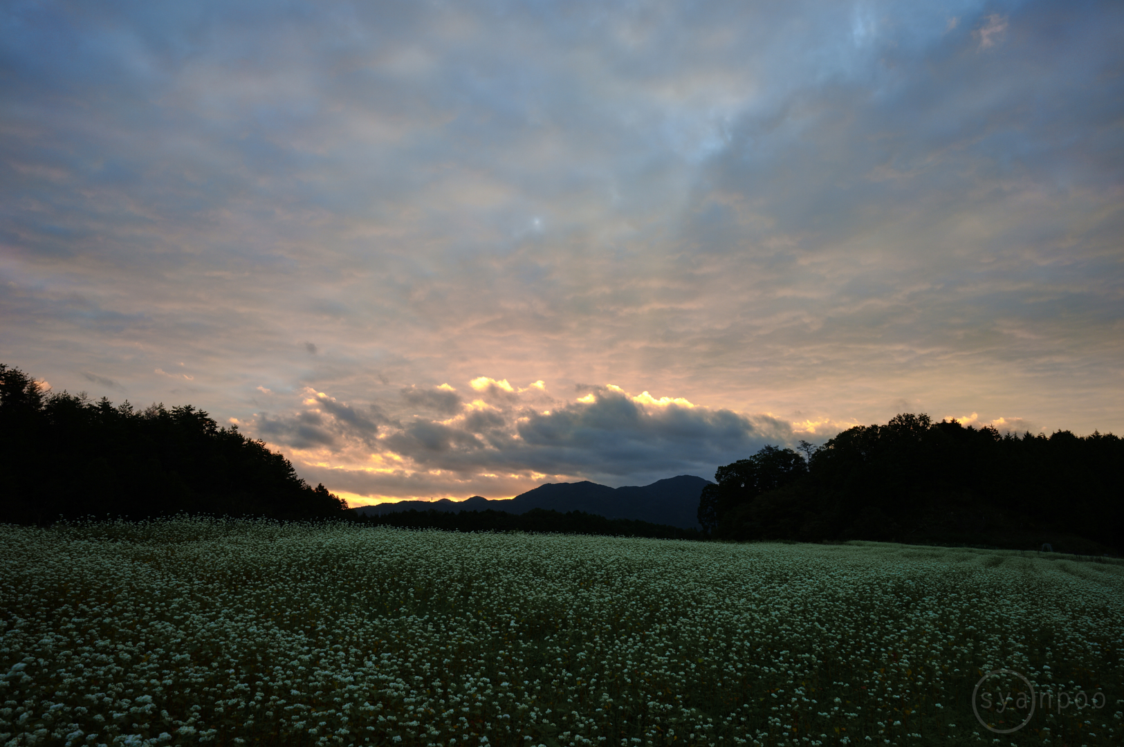 https://www.yaotomi.co.jp/blog/walk/SDIM4192%2C24%20mm%2CF8%2Ciso100%28JPEG%29.jpg