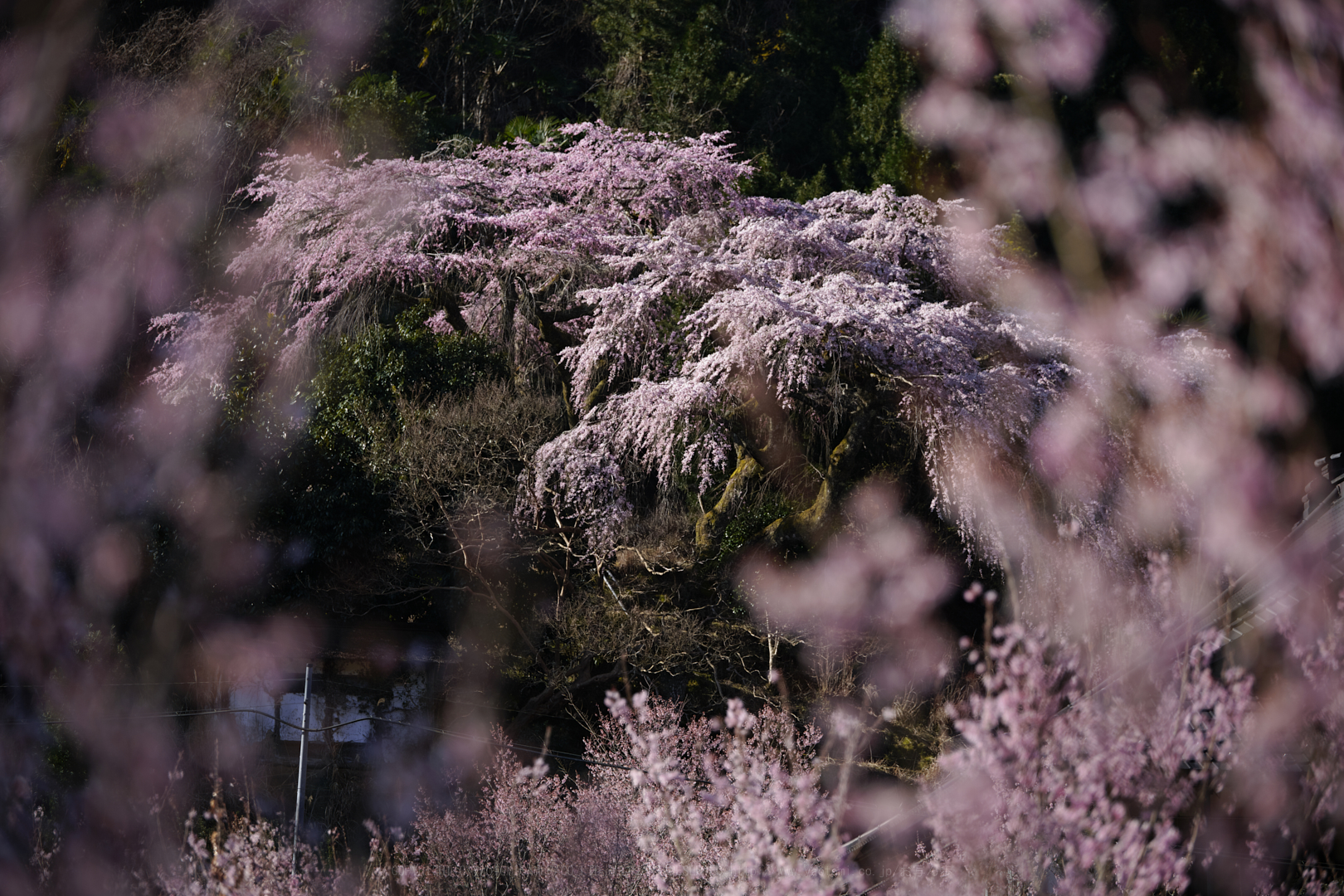 https://www.yaotomi.co.jp/blog/walk/SDIM4227_2020yaotomi.jpg