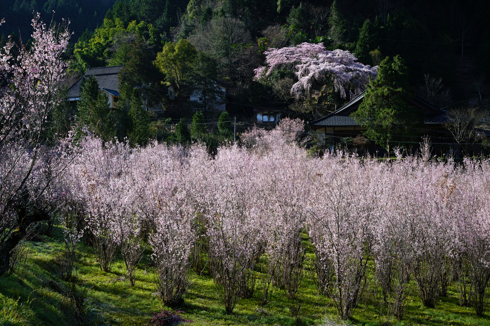 https://www.yaotomi.co.jp/blog/walk/SDIM4236_2020yaotomi.jpg