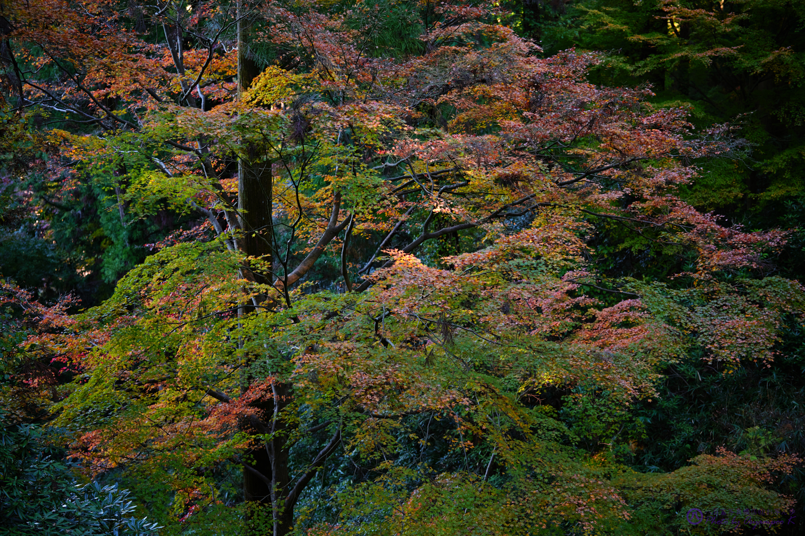 https://www.yaotomi.co.jp/blog/walk/SDIM4246%2CSIGMA%20fp%2C65%20mm_2020yaotomi.jpg