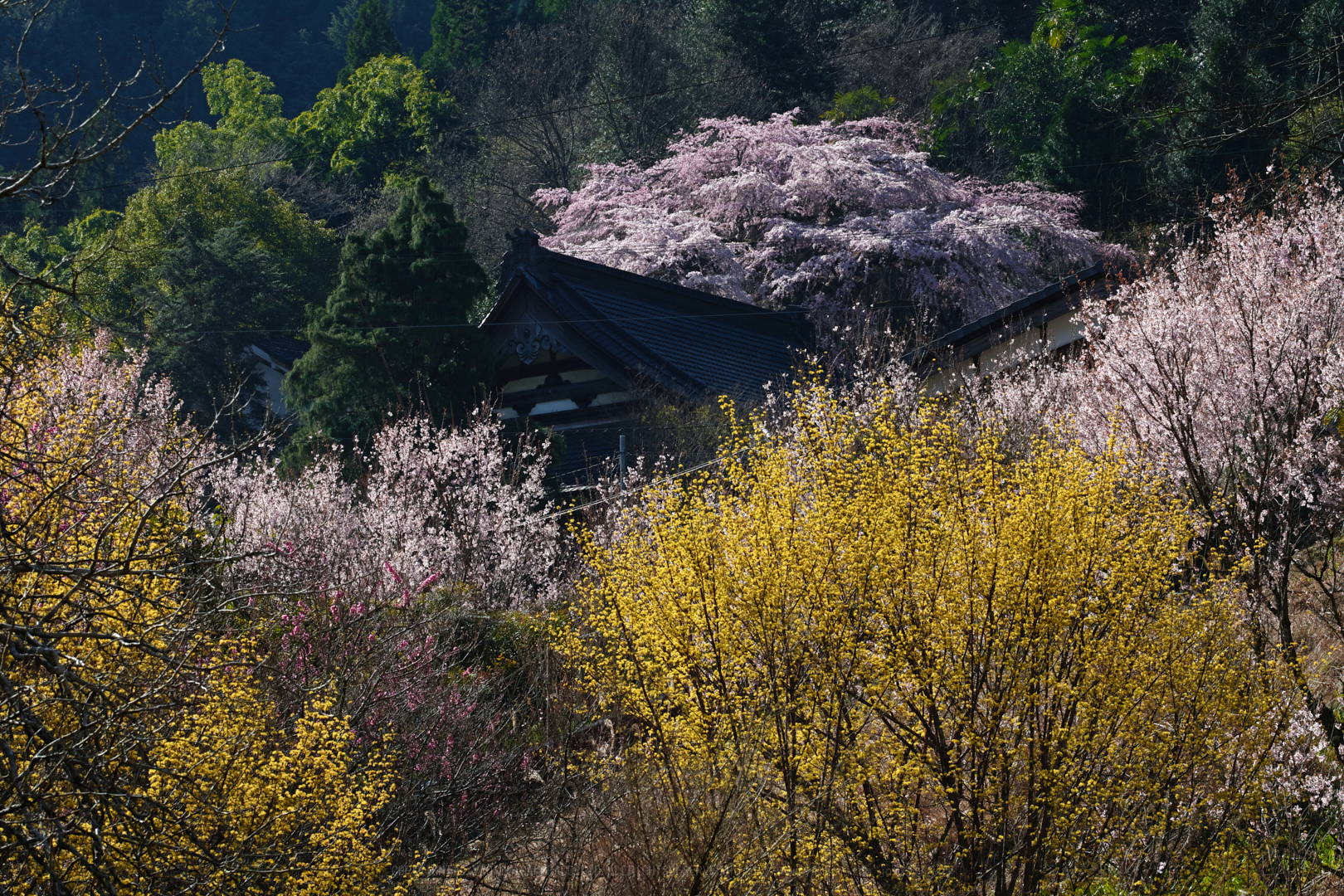 https://www.yaotomi.co.jp/blog/walk/SDIM4251_2020yaotomi.jpg