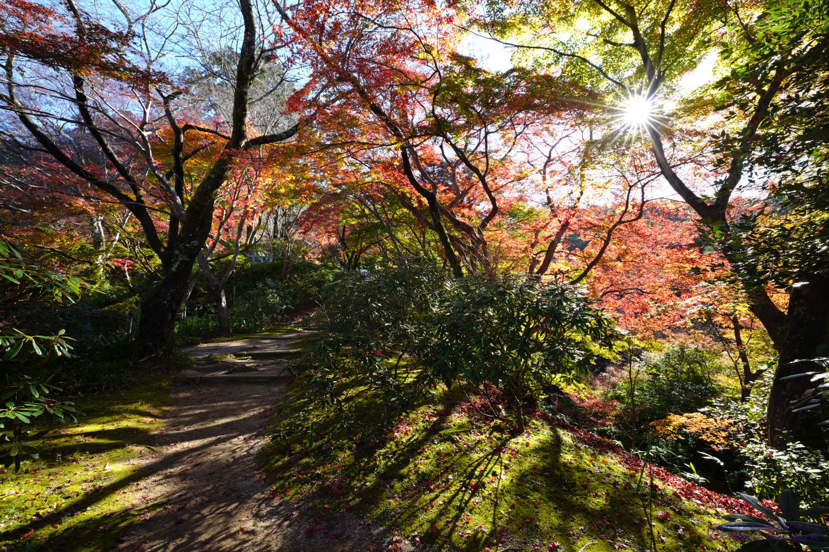 https://www.yaotomi.co.jp/blog/walk/SDIM4291%2CSIGMA%20fp%2C14%20mm_2020yaotomi.jpg