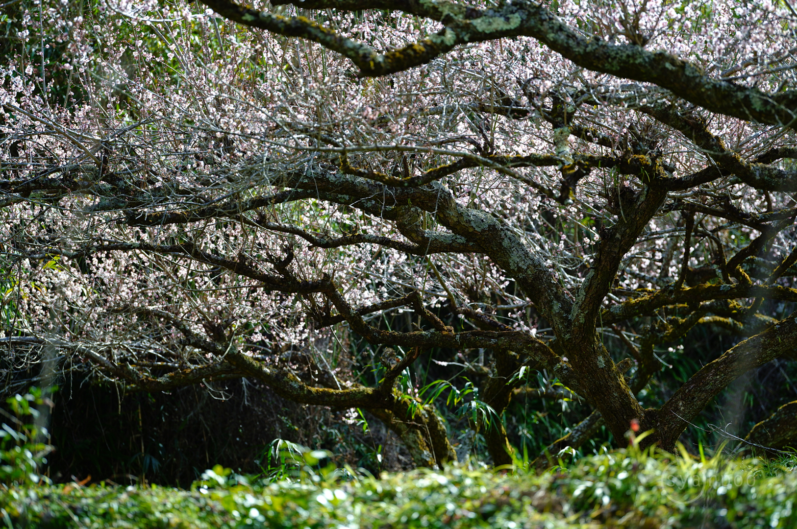 https://www.yaotomi.co.jp/blog/walk/SDIM4299%2C105%20mm%2CF2.8%2Ciso320%28JPEG%29.jpg