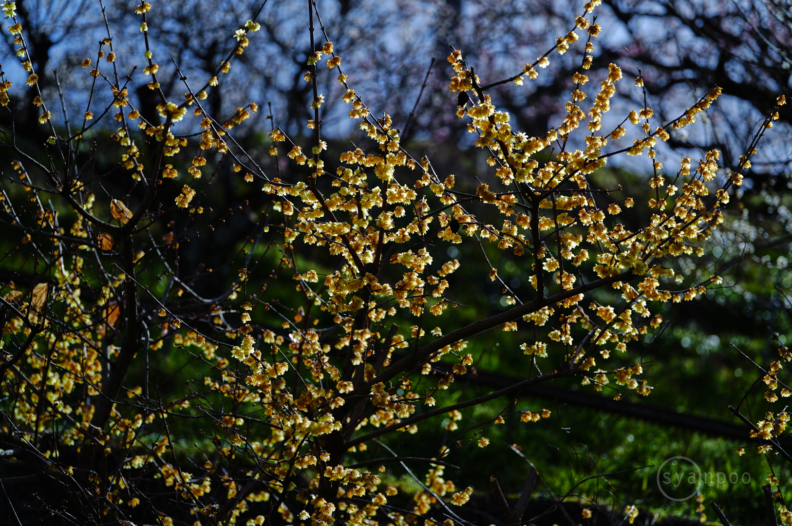 https://www.yaotomi.co.jp/blog/walk/SDIM4327%2C105%20mm%2CF2.8%2Ciso100%28JPEG%29.jpg