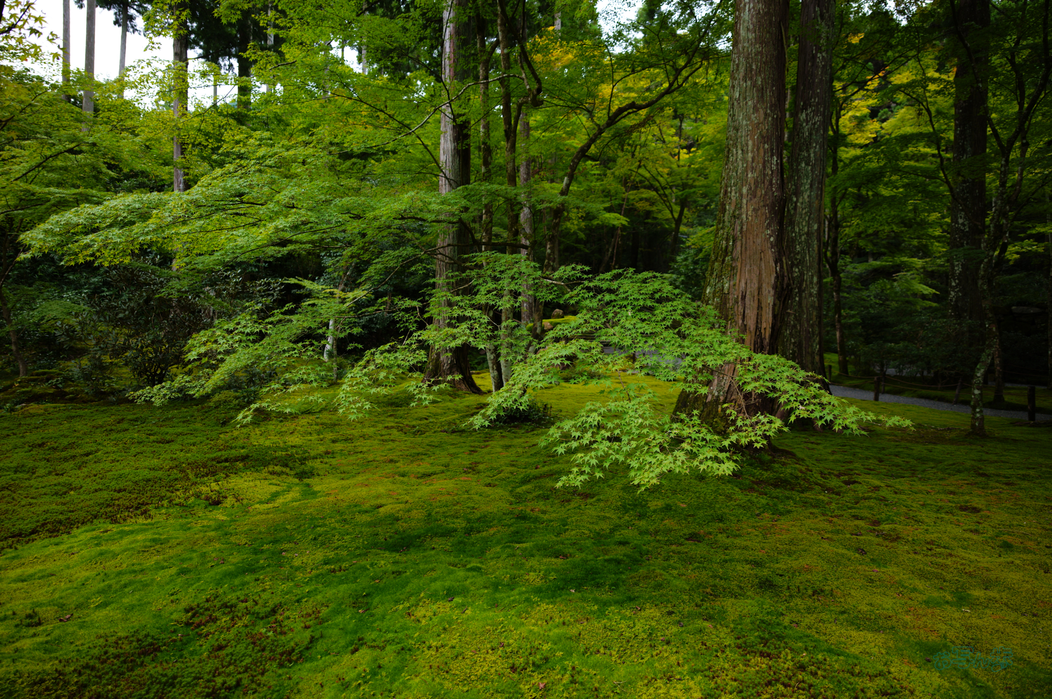 https://www.yaotomi.co.jp/blog/walk/SDIM4348co%2C20%20mm%2CF2.8%2C1-200%20%E7%A7%92%2Ciso100%2C20-60mm%20F2.8-4%20DG%20%20Contemporary%20026.jpg