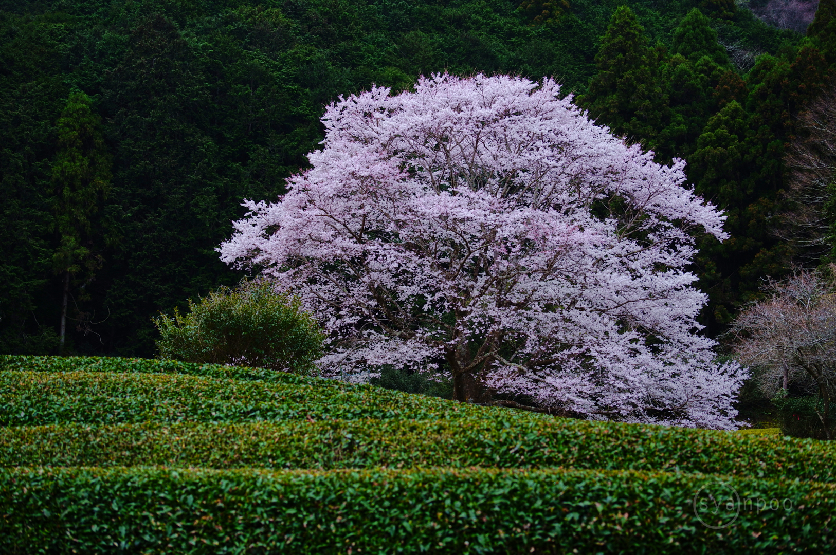 https://www.yaotomi.co.jp/blog/walk/SDIM4435%2C70%20mm%2CF5.3%2Ciso400%28JPEG%29.jpg