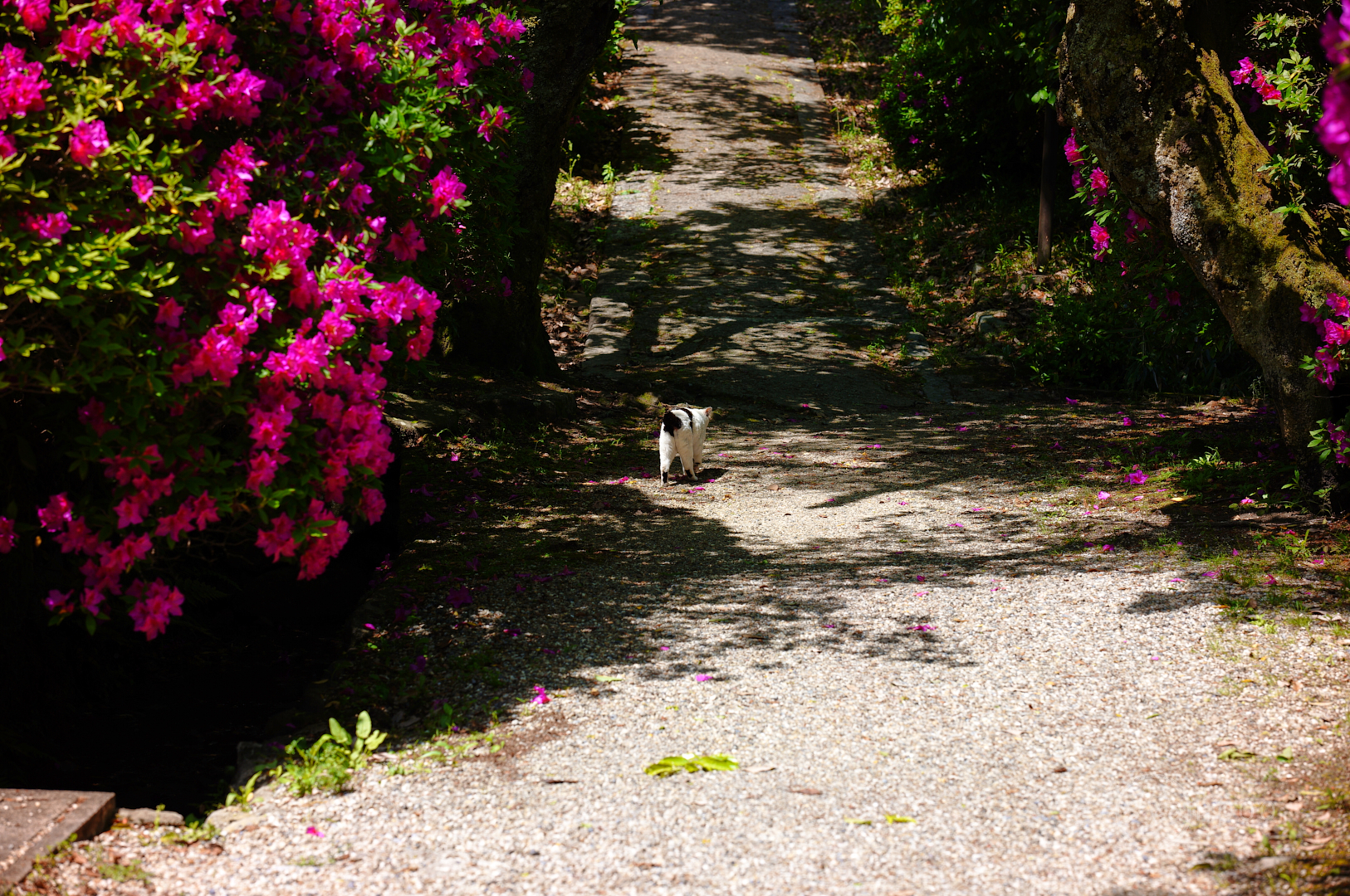 https://www.yaotomi.co.jp/blog/walk/SDIM4442%2C85%20mm%2CF5%2Ciso100%28JPEG%29.jpg